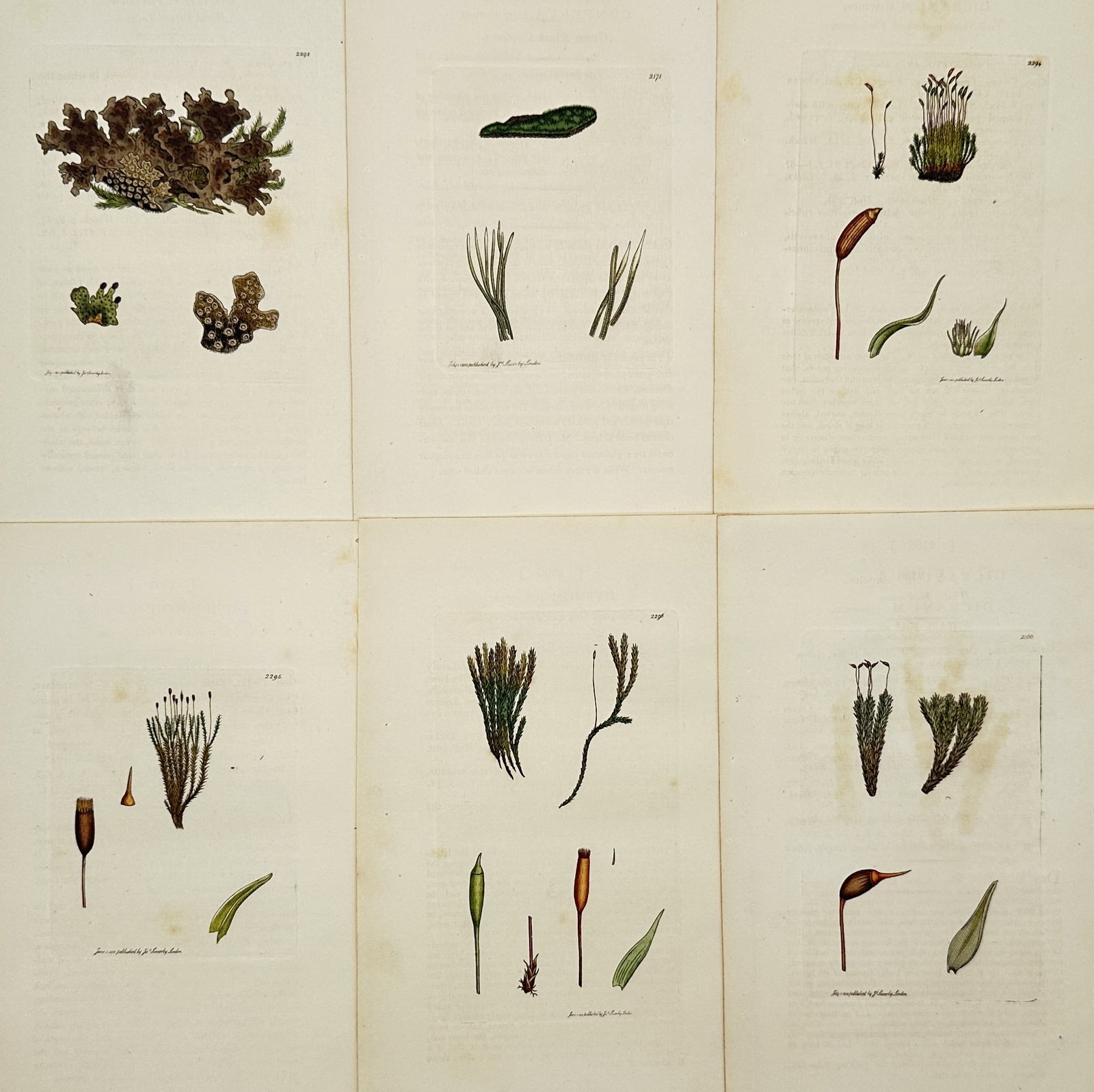 James Sowerby – Set of 6: Bryophyte and Lichen Studies – Hand-coloured engraving (1790–1814): "Plantae Bryophyta et Lichenes" portrays a selection of moss and lichen species, documenting their reproductive capsules, foliage, and growth habits. These plates are from English Botany, an expansive