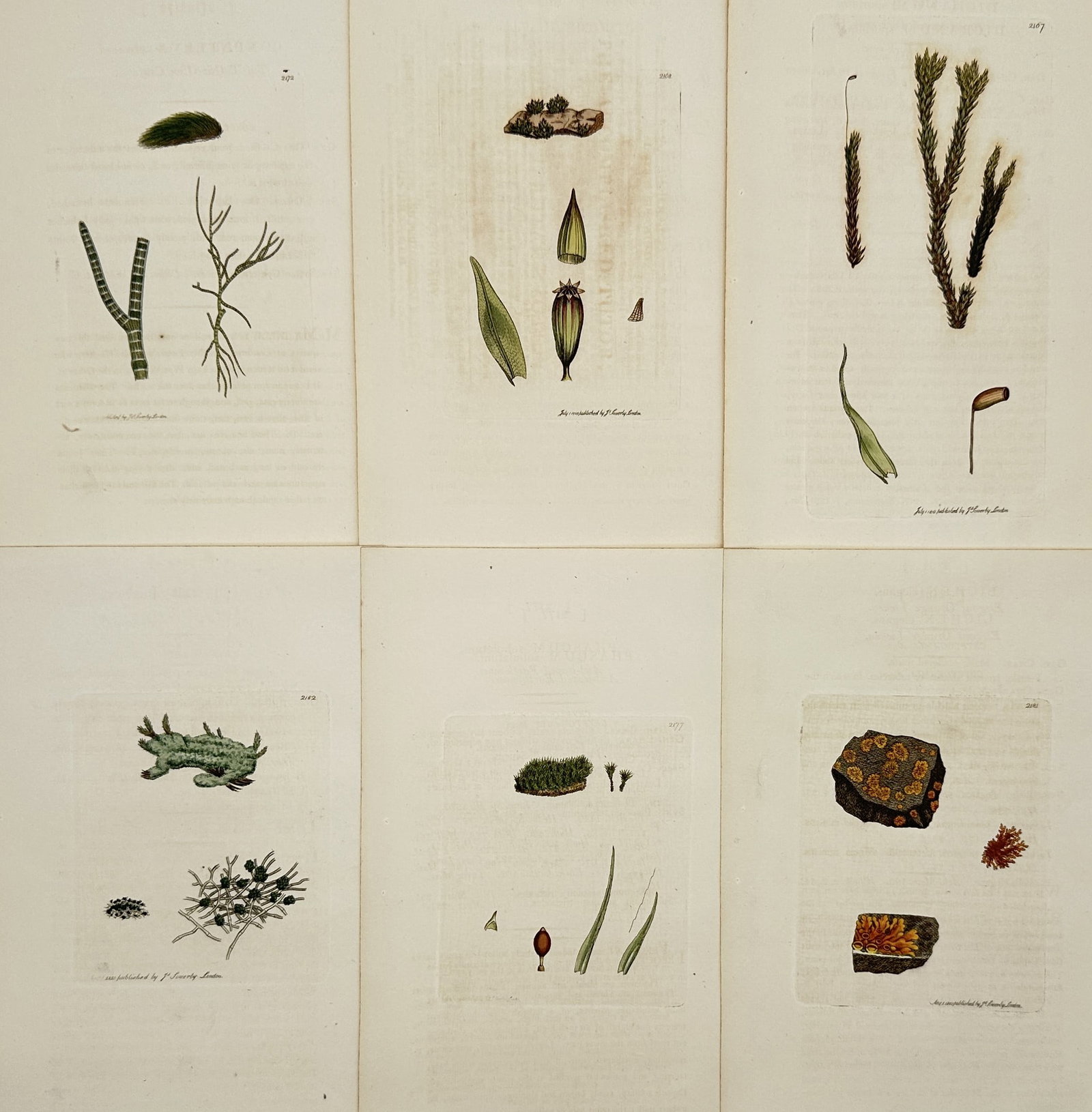 James Sowerby – Set of 6: Lichen and Bryophyte Studies – Hand-coloured engraving (1790–1814): "Plantae Bryophyta et Lichenes" presents a specialized collection of studies focusing on various species of mosses and crustose lichens, illustrating their growth patterns on rocky substrates, as well