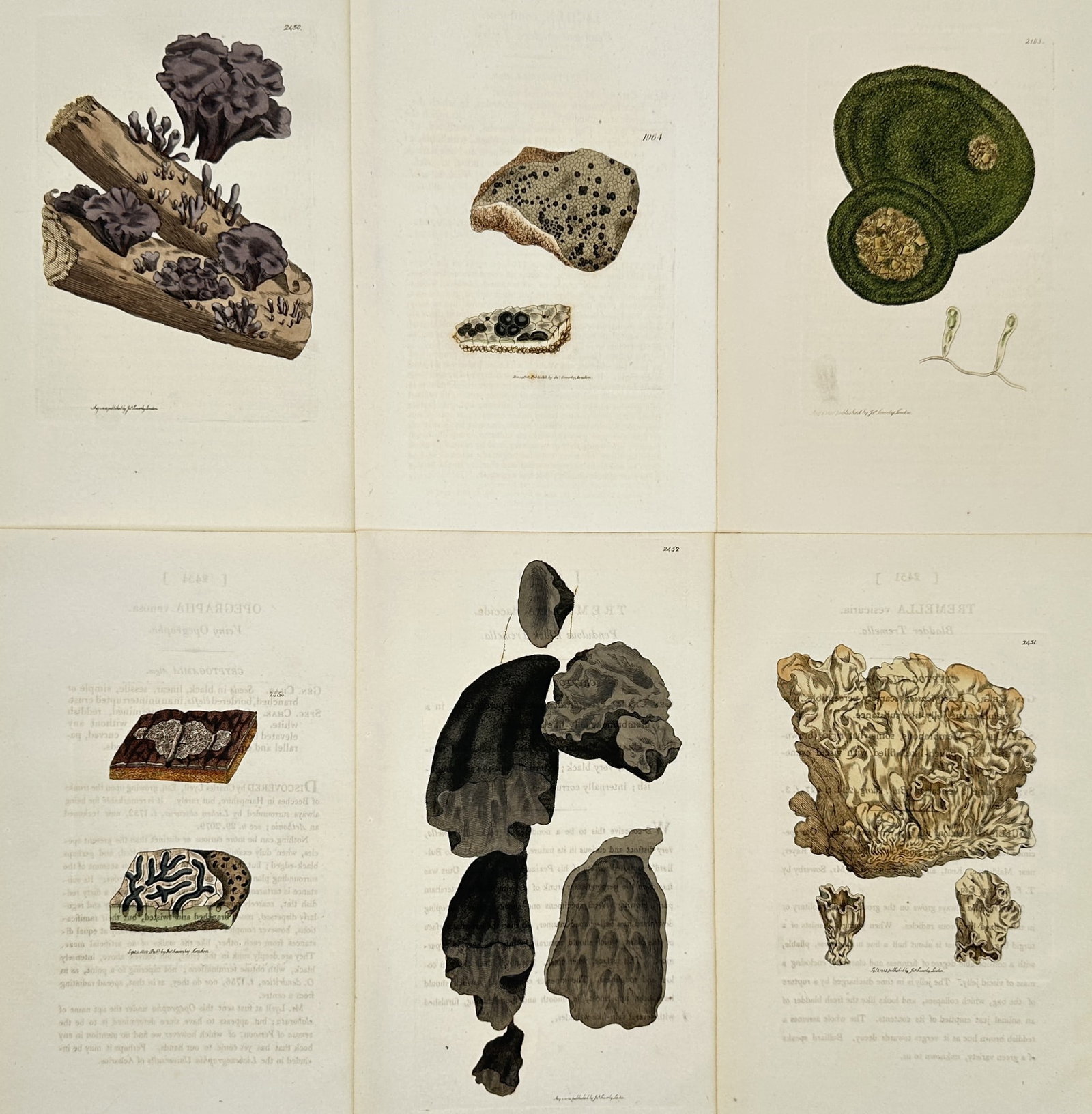 James Sowerby – Set of 6: Lichen and Fungal Studies – Hand-coloured engraving (1790–1814): "Plantae Lichenes et Fungi" portrays a selection of lichen and fungal species, documenting their unique growth habits, textures, and morphological forms on diverse natural surfaces. These plates are f