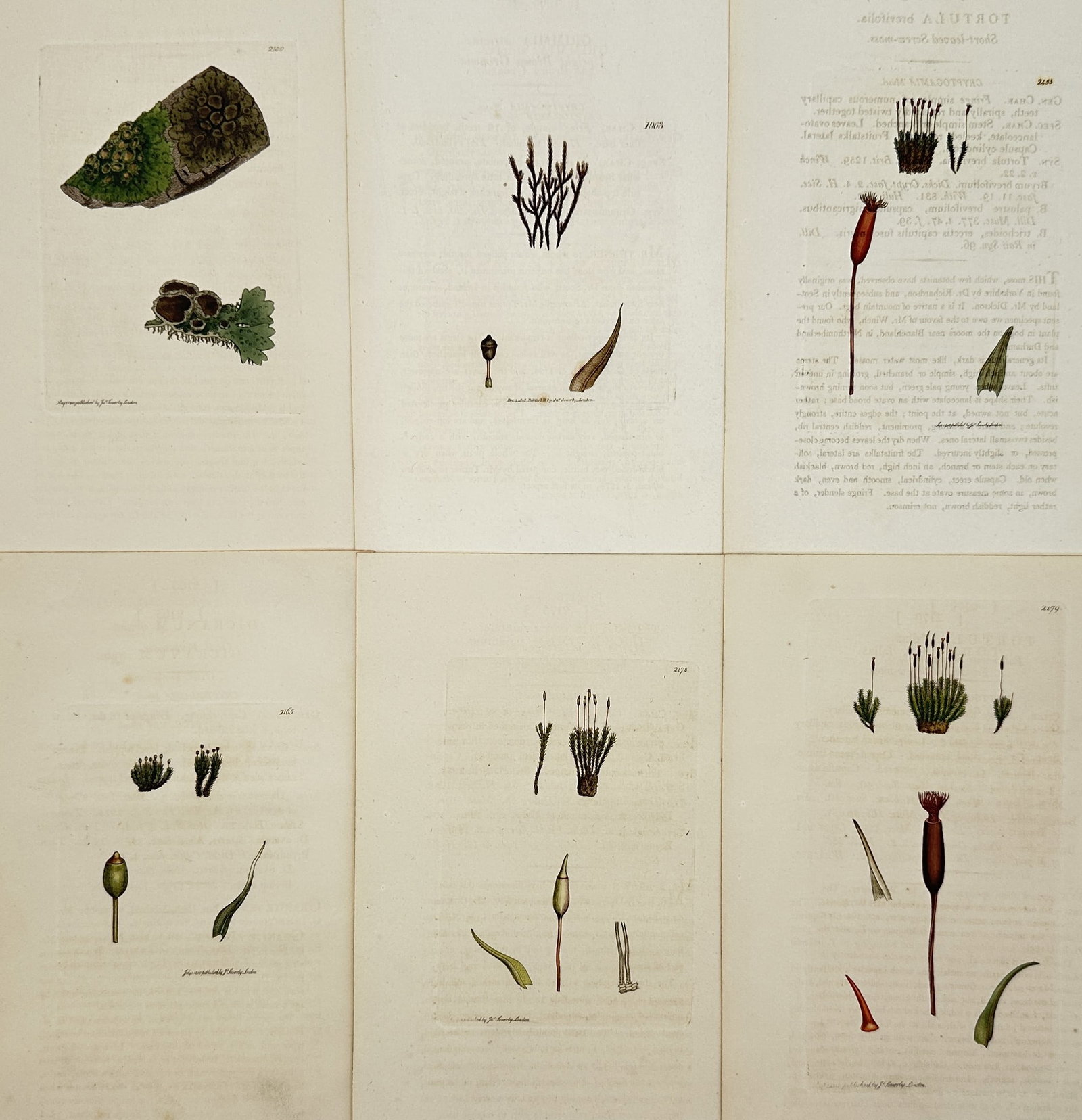 James Sowerby – Set of 6: Lichen and Bryophyte Studies – Hand-coloured engraving (1790–1814): "Plantae Lichenes et Bryophyta" showcases a collection of moss and lichen species, documenting their unique growth habits, reproductive capsules, and foliage on various natural substrates. These plate