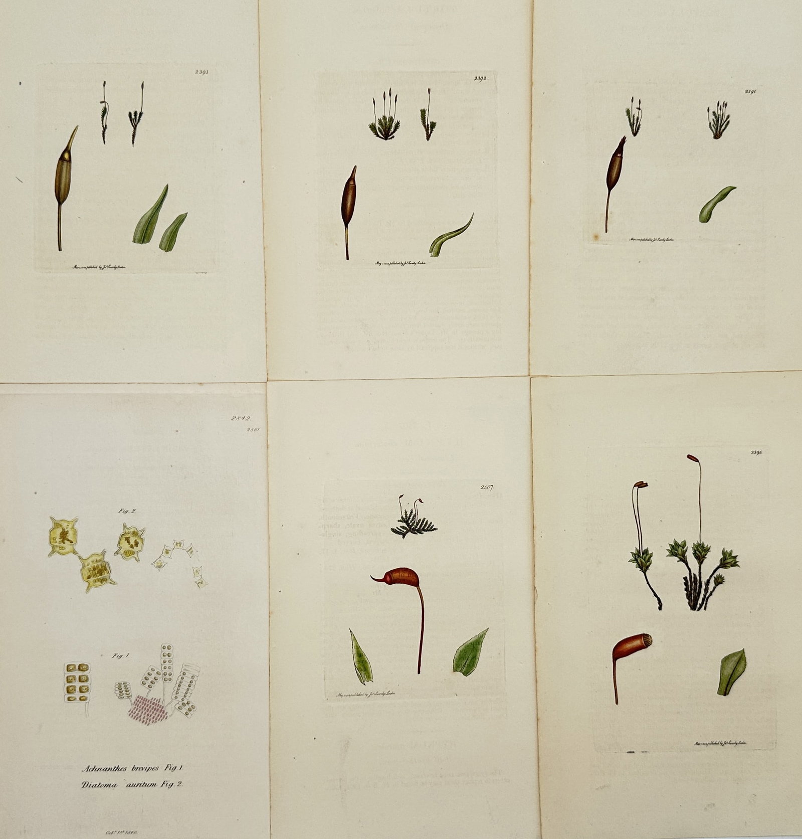 James Sowerby – Set of 6: Bryophyte and Diatom Studies – Hand-coloured engraving (1790–1814): "Plantae Bryophyta et Diatomeae" presents a selection of moss species alongside detailed microscopic studies of diatoms, documenting their unique growth habits, reproductive structures, and cellular f