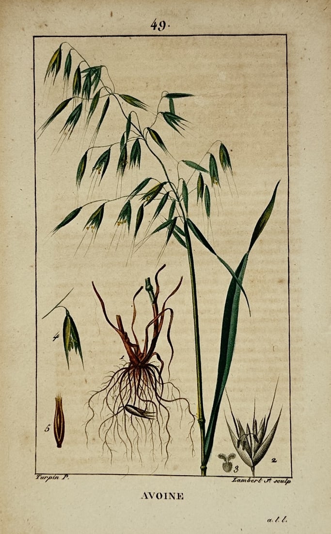 Pierre Jean François Turpin (1775–1840) – Avoine – Hand-coloured engraving (1800–1820) (1 of 2)
