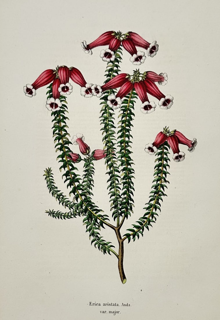 Charles Morren (1807–1858) – Deep Pink Flowers – Hand-coloured engraving (1838) (1 of 2)