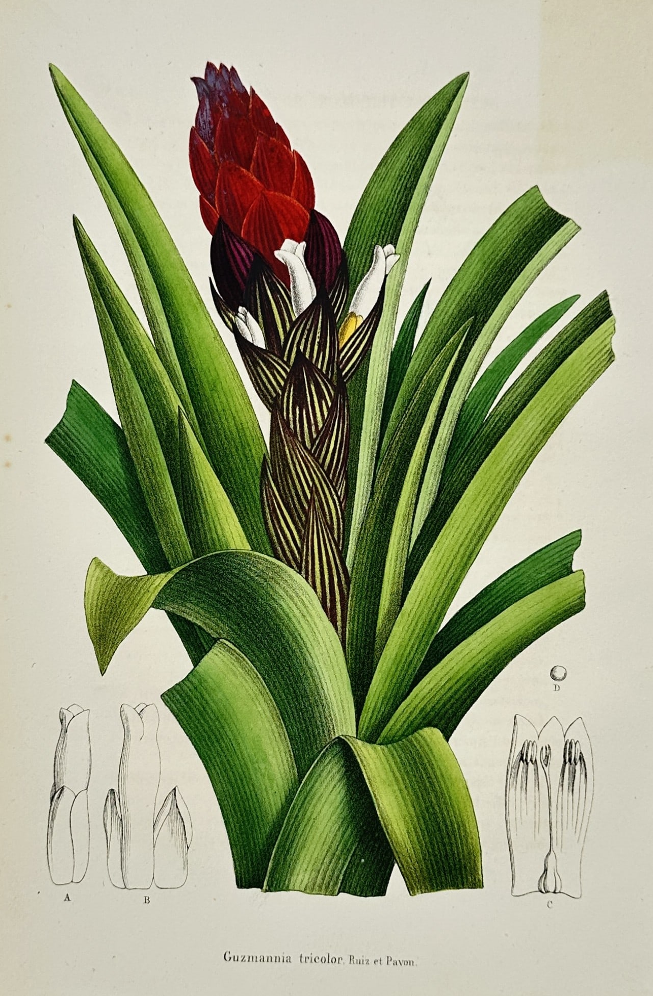 Charles Morren (1807–1858) – Guzmania tricolor – Hand-coloured engraving (1838) (1 of 2)