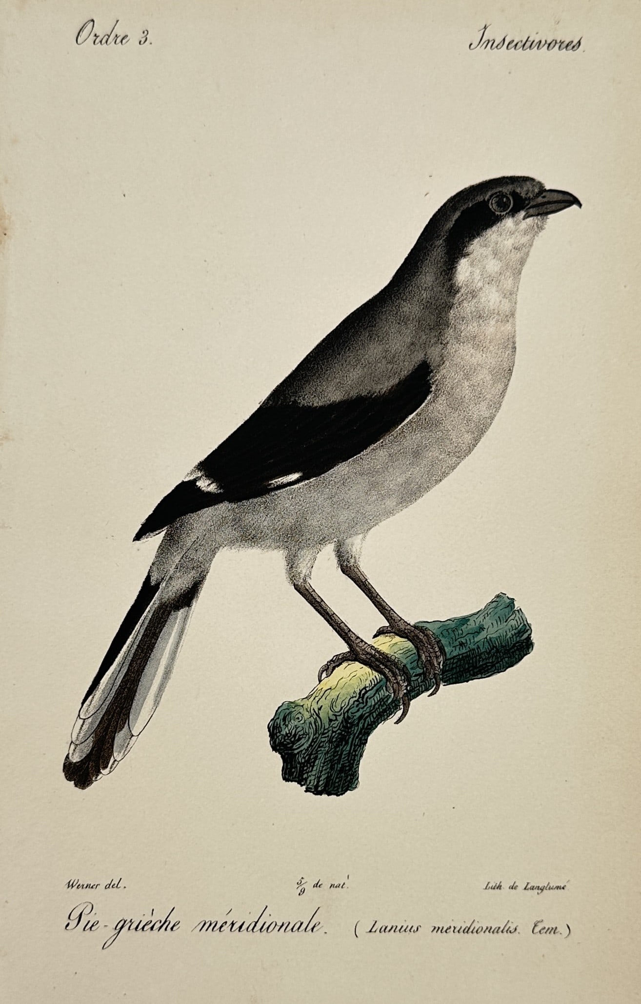 Jean-Charles Werner (1798–1856) – Southern Grey Shrike – Lithograph (c. 1826–1830): "Pie-grièche méridionale" depicts the Southern Grey Shrike, capturing the distinctive markings and posture of the species. This lithograph serves as a scientific record within a broader ornithologic