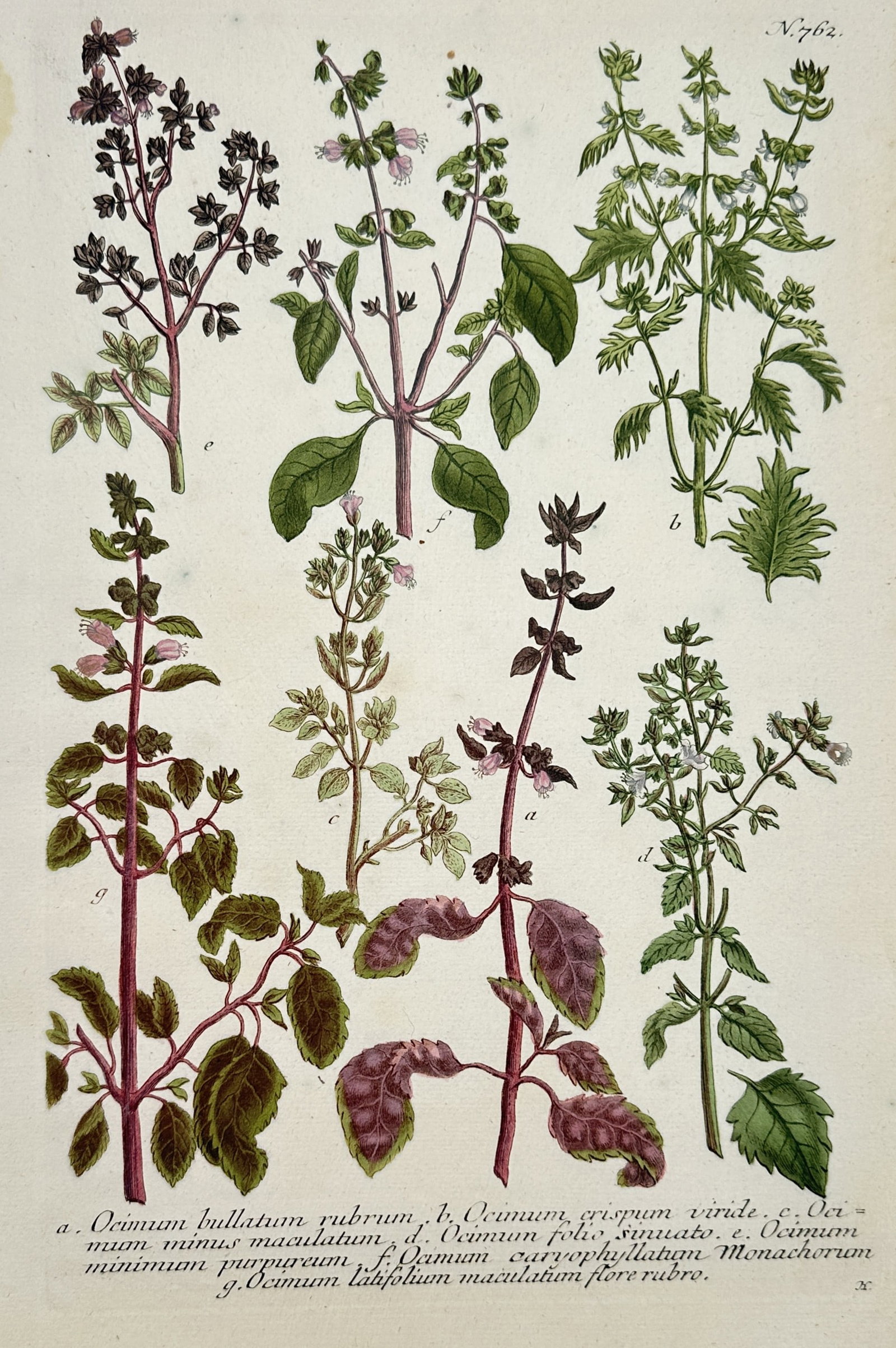 Johann Wilhelm Weinmann – Comparative Study of Ocimum Species – Mezzotint and Engraving (1 of 1)