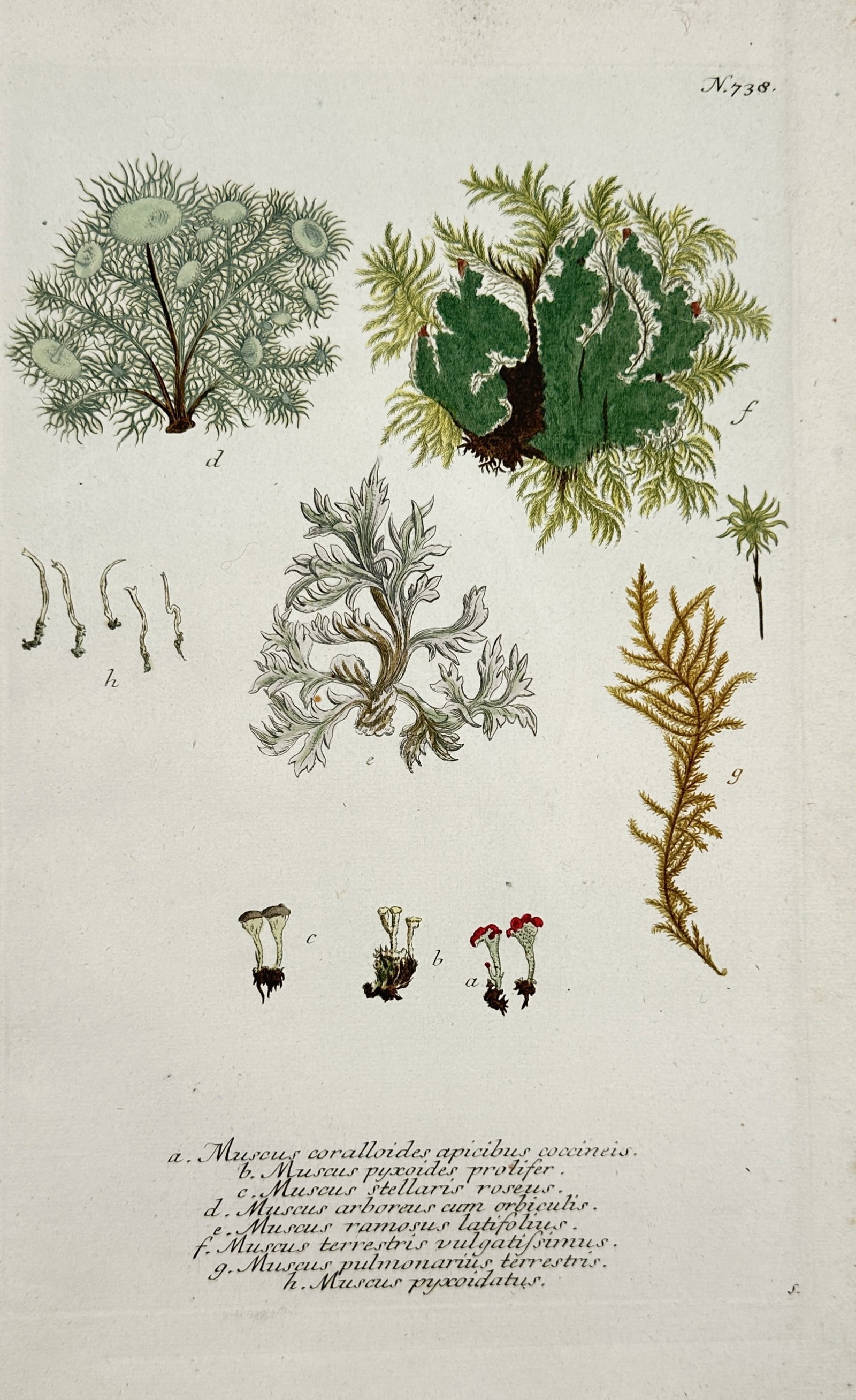 Johann Wilhelm Weinmann – Comparative Study of Lichens and Mosses – Mezzotint and Engraving: "Muscus" depicts a taxonomic collection of diverse lichen and moss species, identified with individual labels from a through h, illustrating variations in growth patterns, structures, and coloration. 