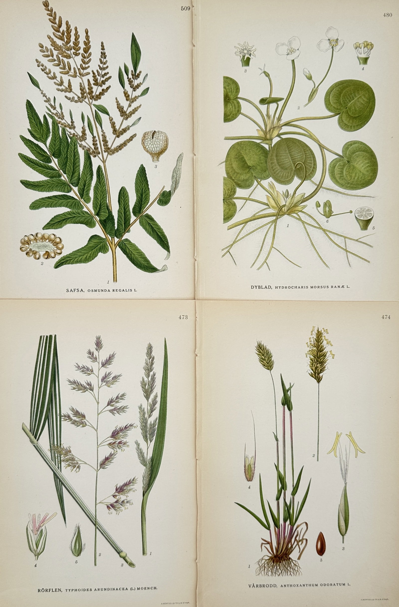 Carl Lindman (1856–1928) – Set of 4: Nordic Plant Morphology and Taxonomy – Lithograph (1901): "Bilder ur Nordens Flora" documents several plant species, including Osmunda regalis, Hydrocharis morsus-ranae, Typhoides arundinacea, and Anthoxanthum odoratum, illustrating their morphological struc