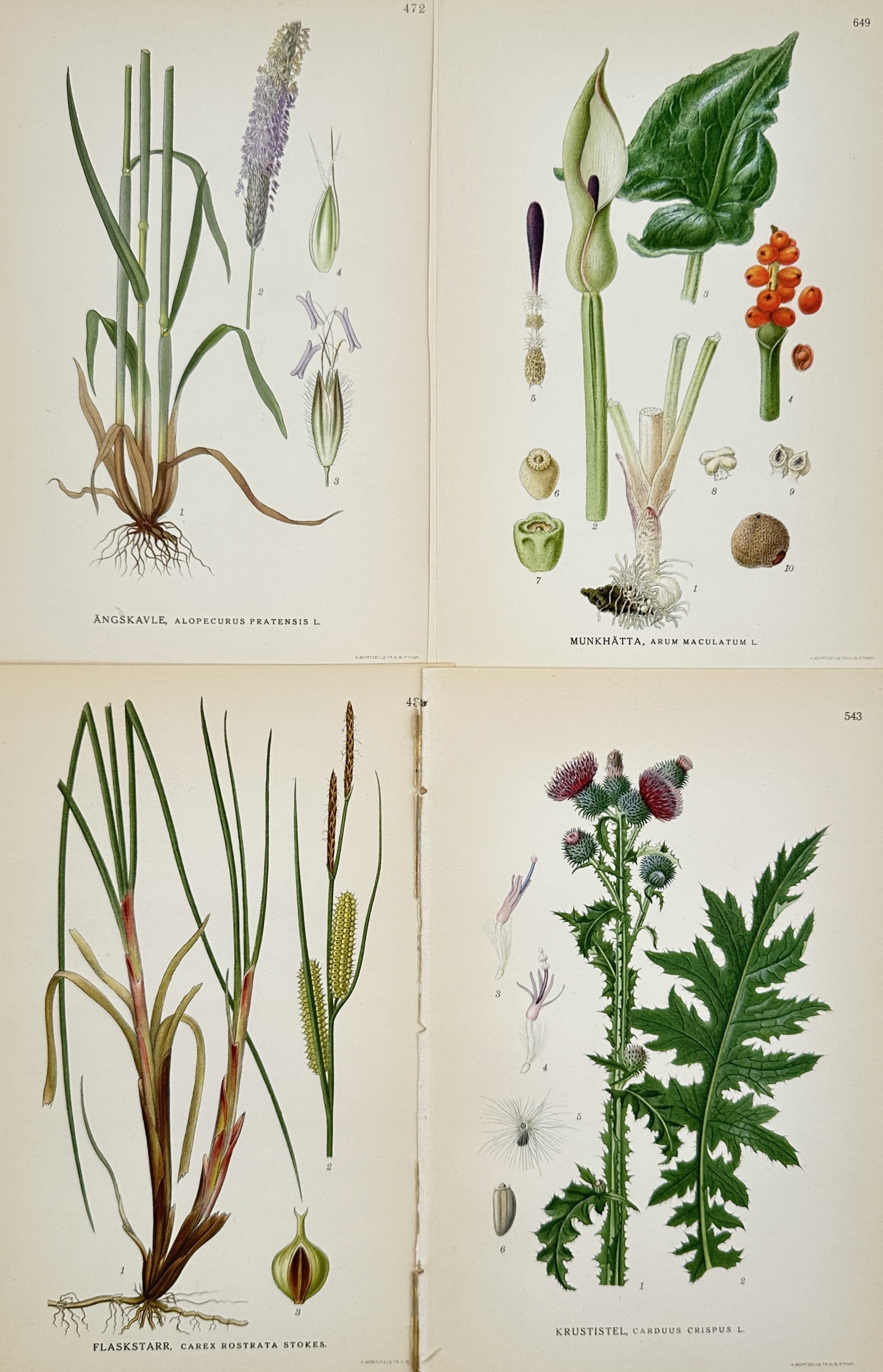 Carl Lindman (1856–1928) – Set of 4: Botanical Documentation of Scandinavian Flora – (1 of 2)