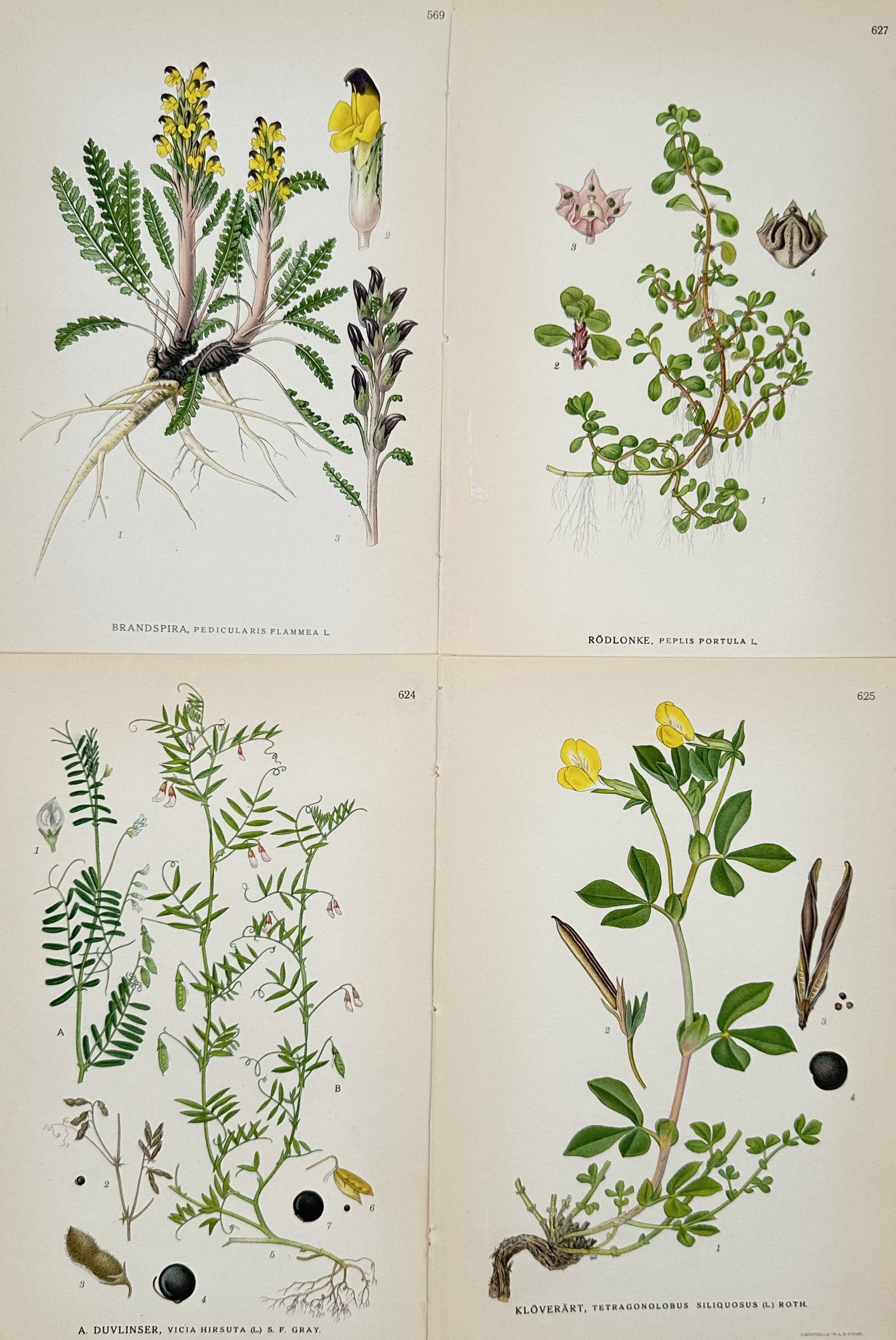 Carl Lindman (1856–1928) – Set of 4: Taxonomic Illustrations of Northern European Plants (1 of 2)