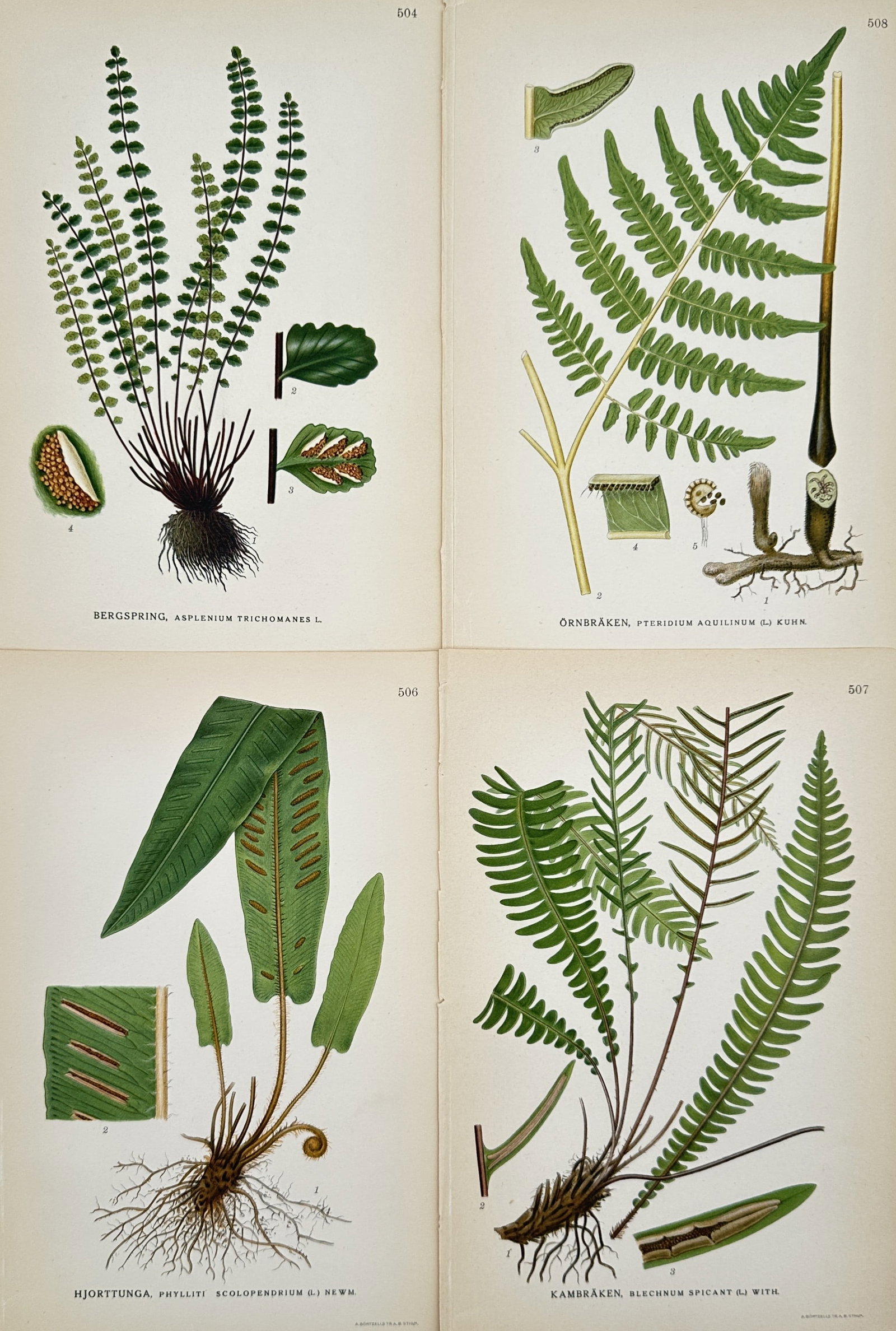Carl Lindman (1856–1928) – Set of 4: Systematic Records of Nordic Plant Species – Lithograph (1 of 2)