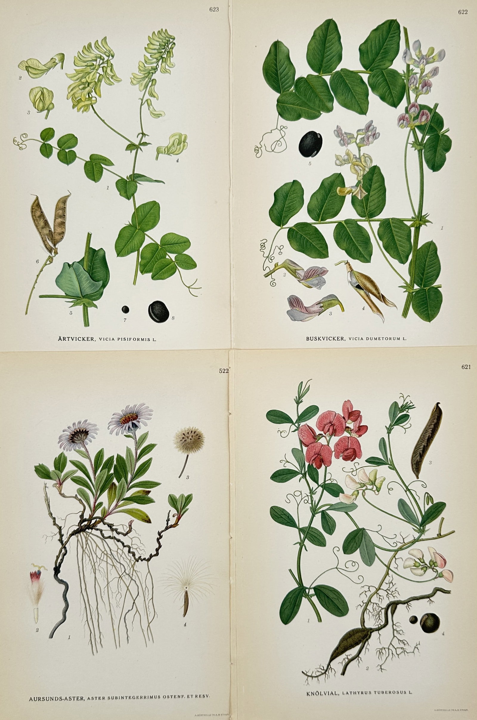 Carl Lindman (1856–1928) – Set of 4: Scientific Survey of Scandinavian Botanical Life –: Bilder ur Nordens Flora provides detailed botanical documentation of Vicia pisiformis, Vicia dumetorum, Aster subintegerrimus, and Lathyrus tuberosus, illustrating their unique root systems, foliage, 