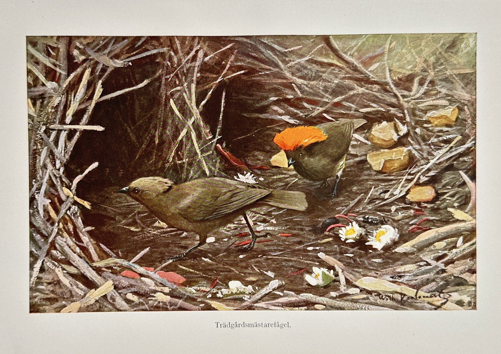 Wilhelm Kuhnert (1865–1926) – Bowerbirds – Chromolithography (c. 1890–1900) (1 of 2)