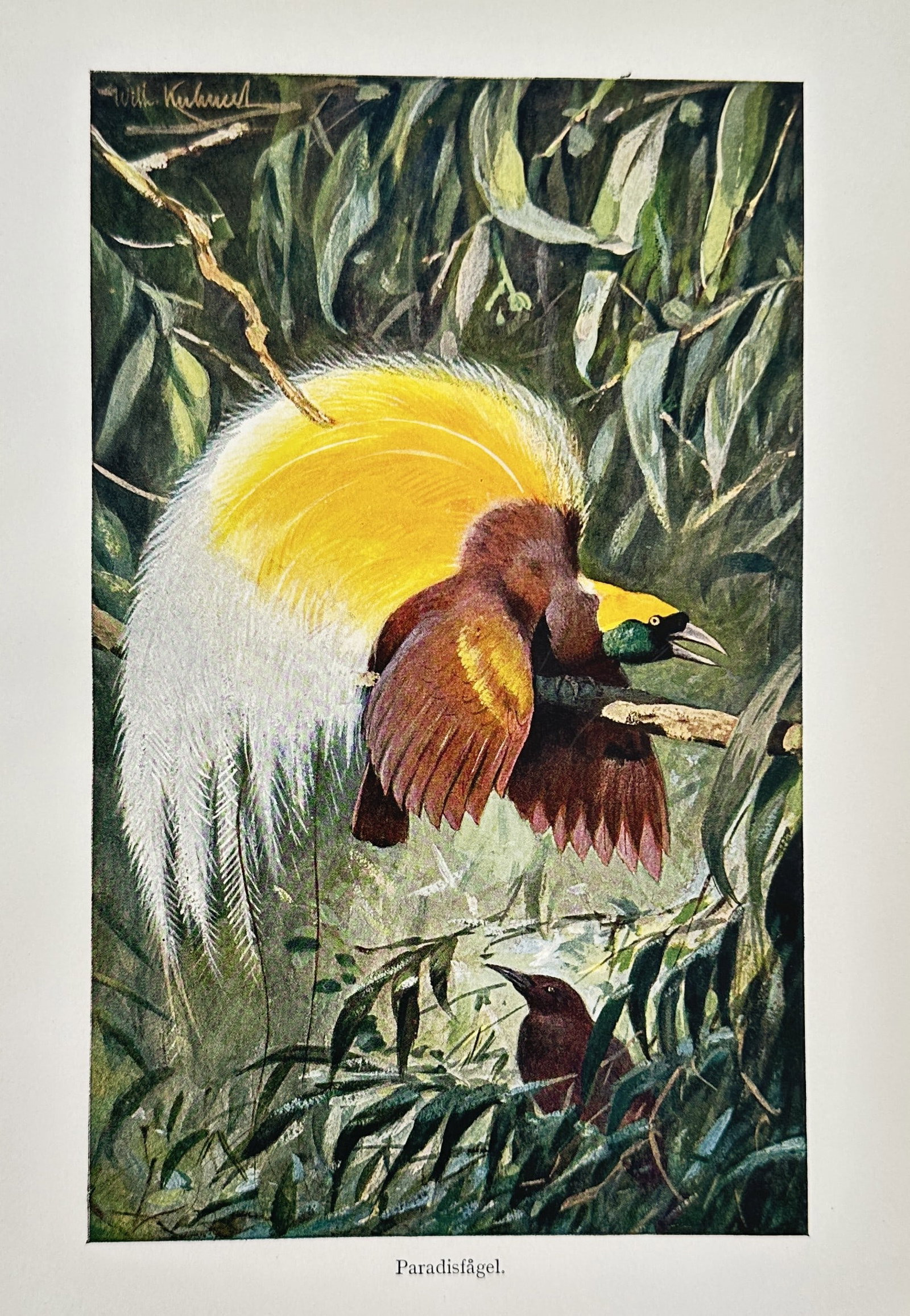 Wilhelm Kuhnert (1865–1926) – Birds of Paradise – Chromolithography (c. 1890–1900) (1 of 2)