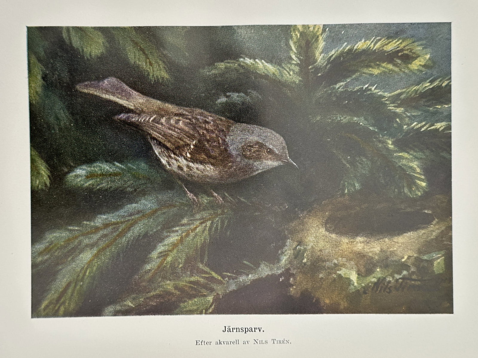 Nils Tirén (1853–1930), after – Dunnock – Chromolithograph (20th Century): Järnsparv depicts a dunnock perched on a pine branch near its nest. This chromolithograph is based on an original watercolor and was published in an ornithological collection documenting the avian li