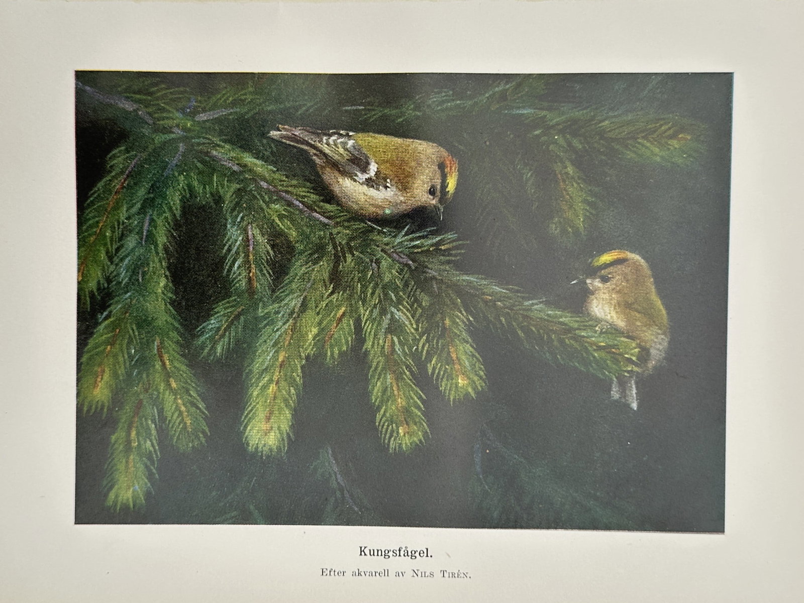 Nils Tirén (1853–1930), after – Goldcrests – Chromolithograph (20th Century) (1 of 2)