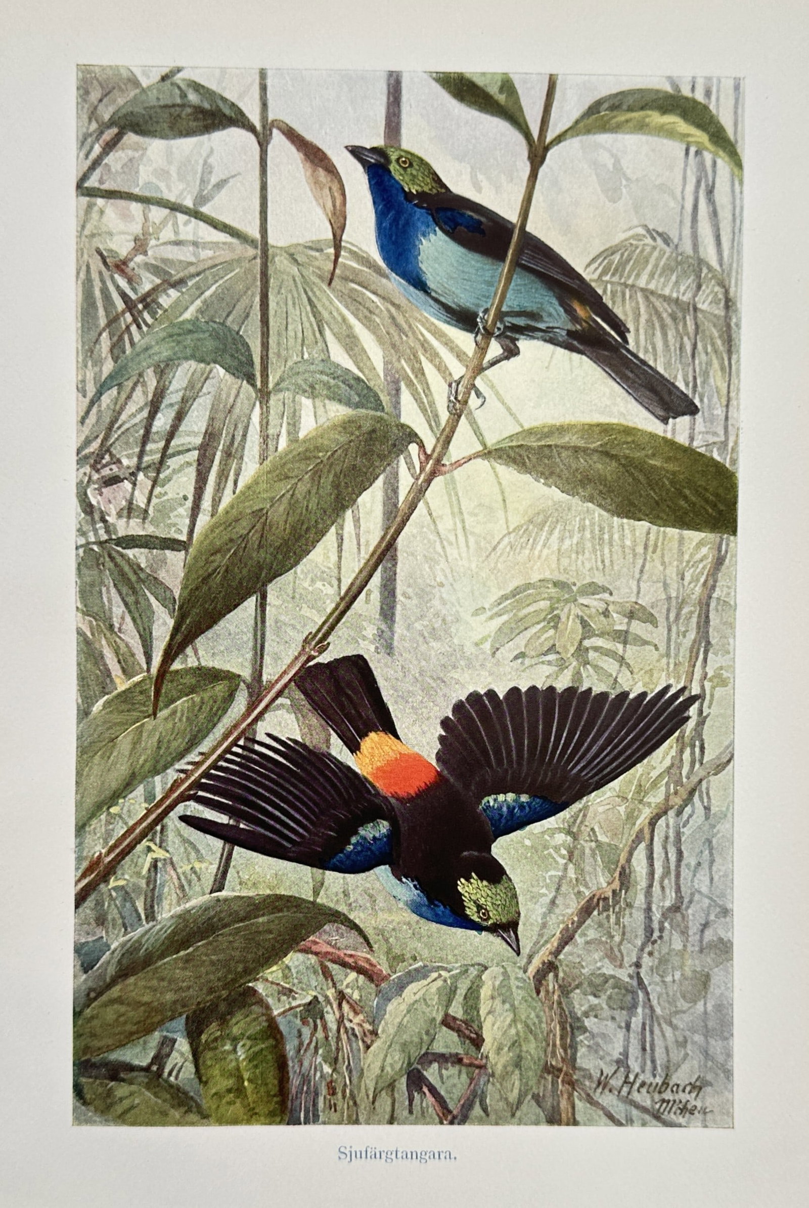 Walter Heubach (1865–1944) – Seven-colored Tanager – Chromolithograph (c. 1890–1910) (1 of 2)