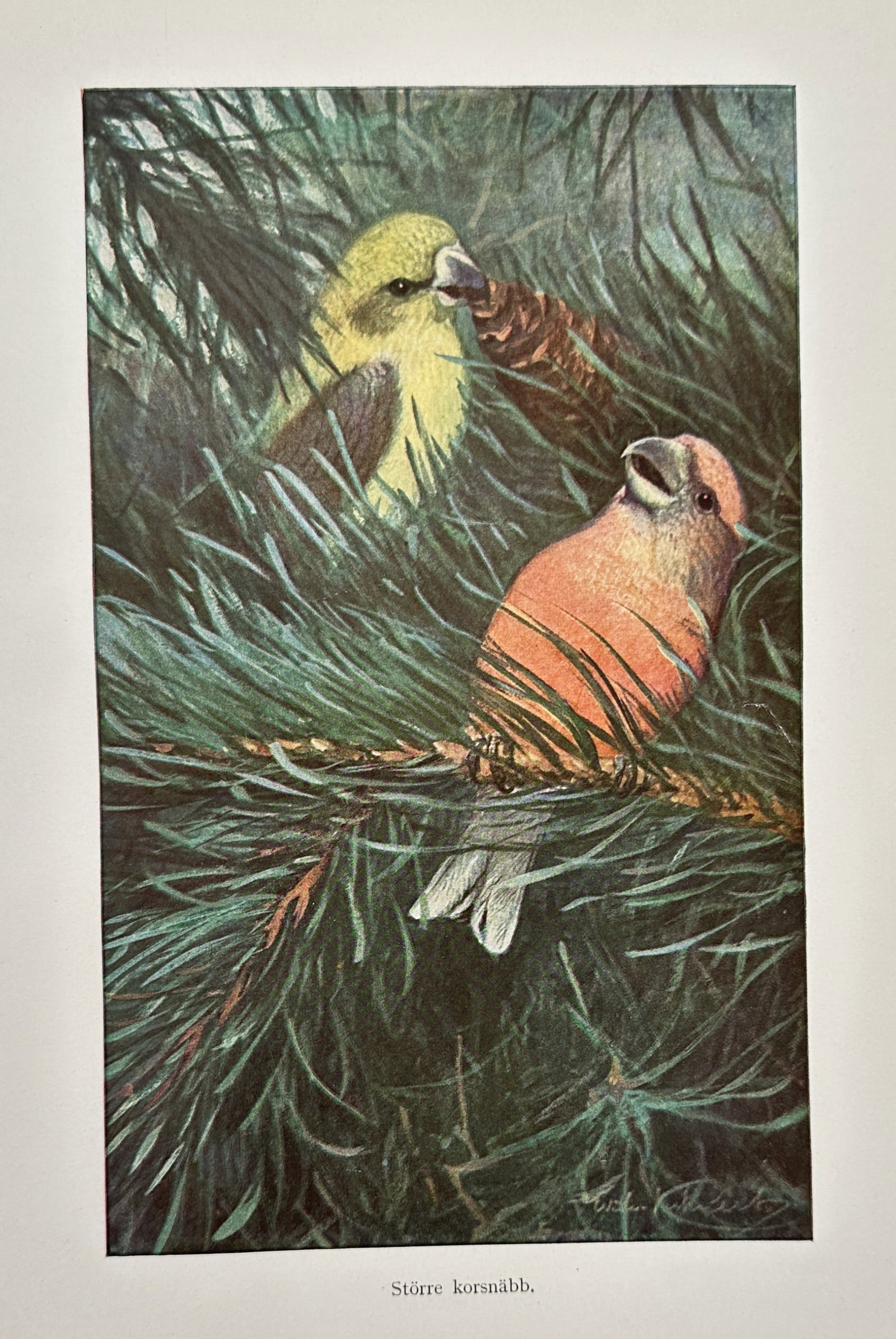 Wilhelm Kuhnert (1865–1926) – Crossbills – Chromolithograph (c. 1890–1900) (1 of 2)