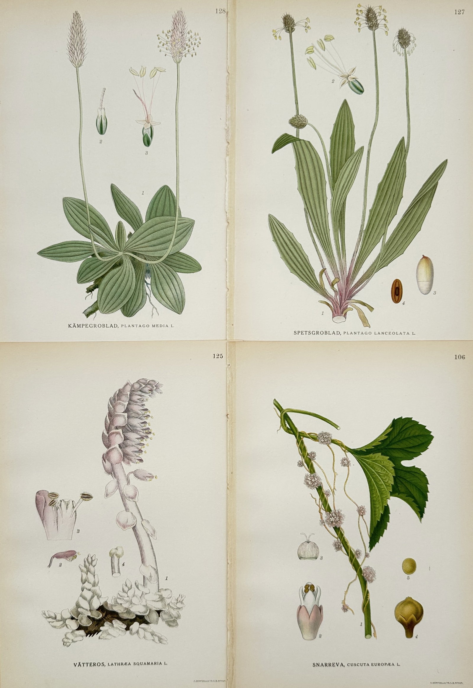 Carl Lindman (1856–1928) – Set of 4: Studies of Nordic Botanical Species – Lithograph: "Bilder ur Nordens Flora" documents the botanical structures of Plantago media, Plantago lanceolata, Lathraea squamaria, and Cuscuta europaea, illustrating their foliage, root systems, and reproductiv