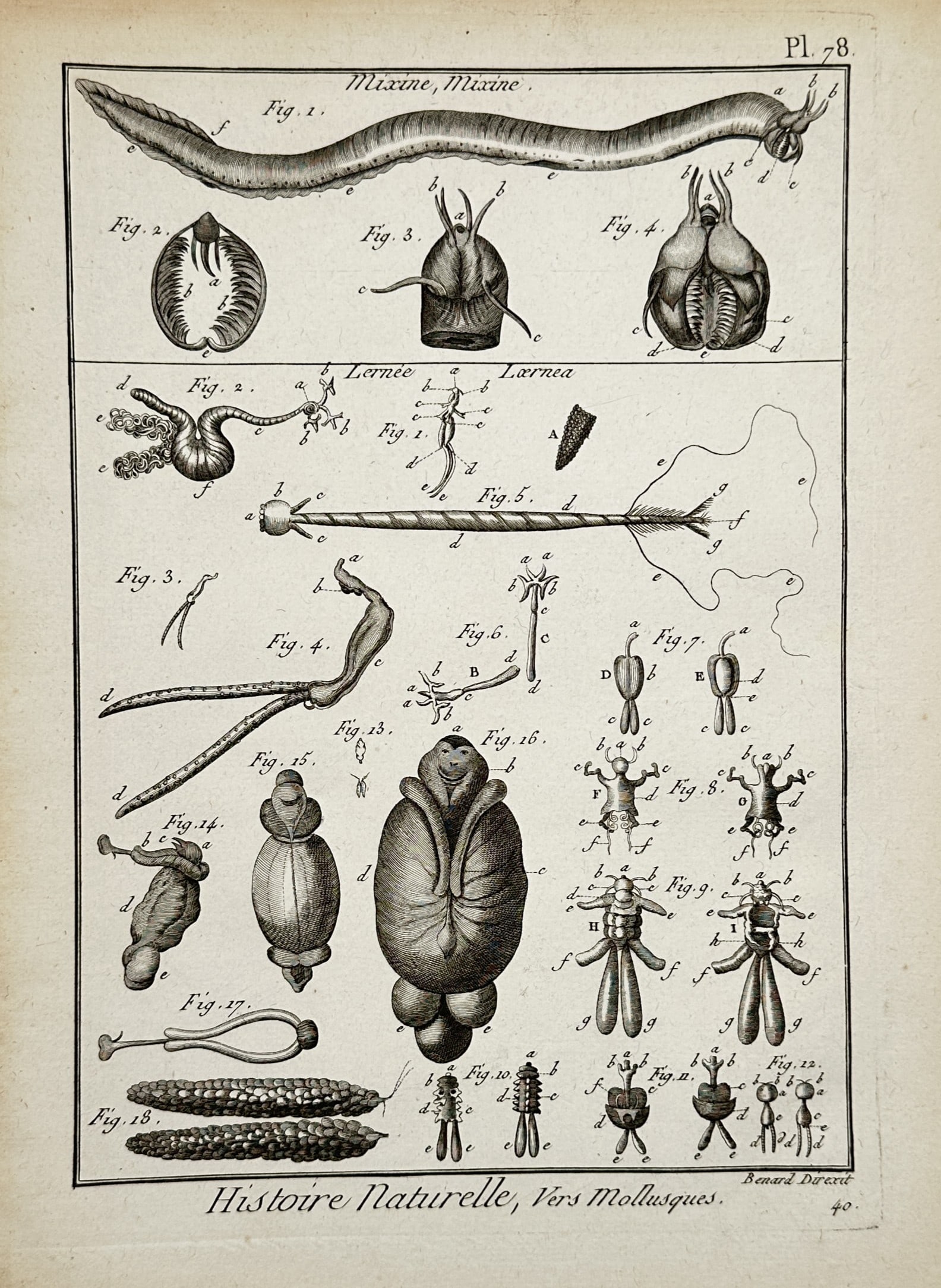 Robert Bénard – Anatomy of Marine Organisms – France – Engraving (1771) (1 of 2)