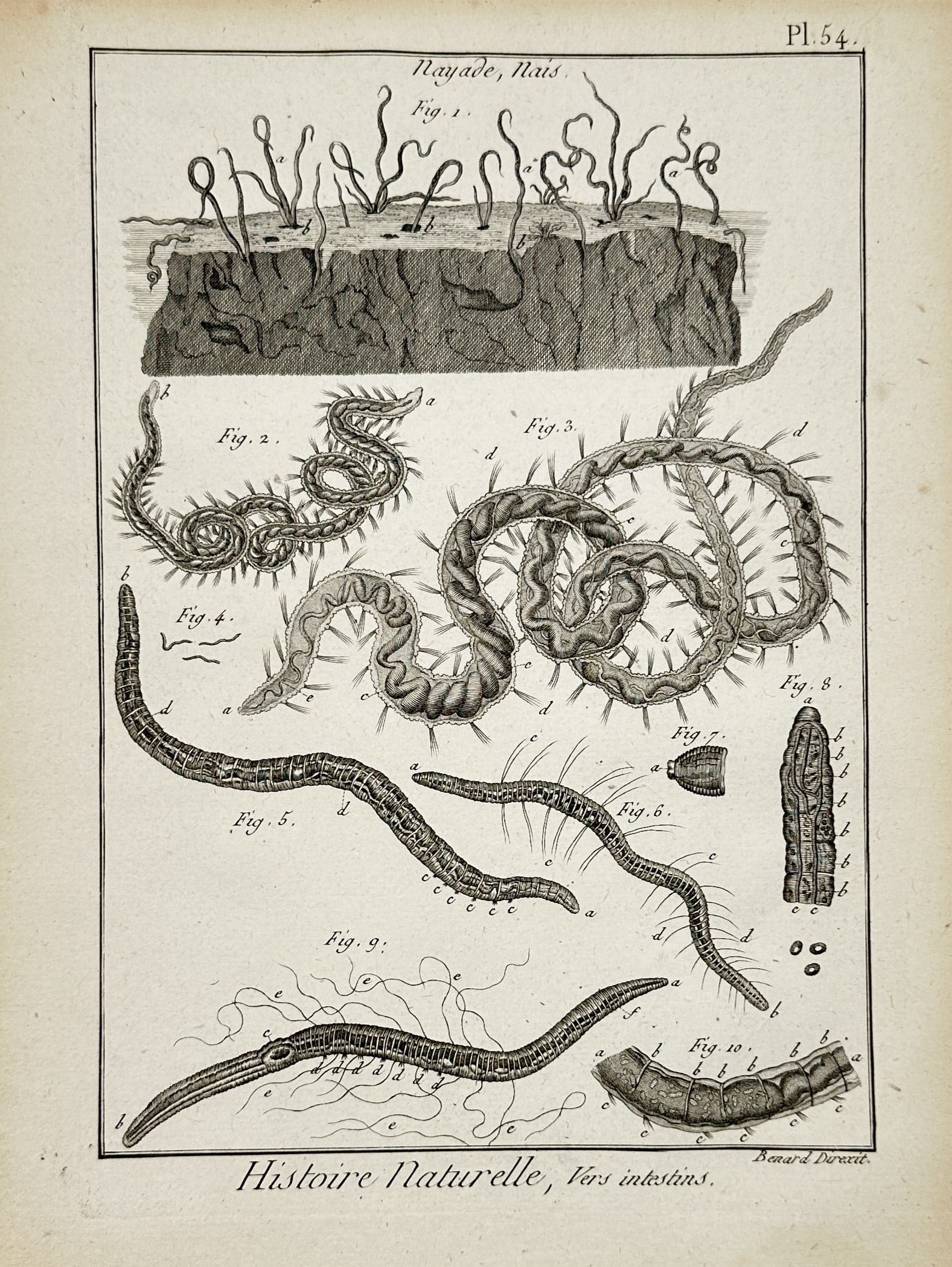 Robert Benard (1734-1794) – Zoological study of aquatic worms – Engraving (1771) (1 of 2)