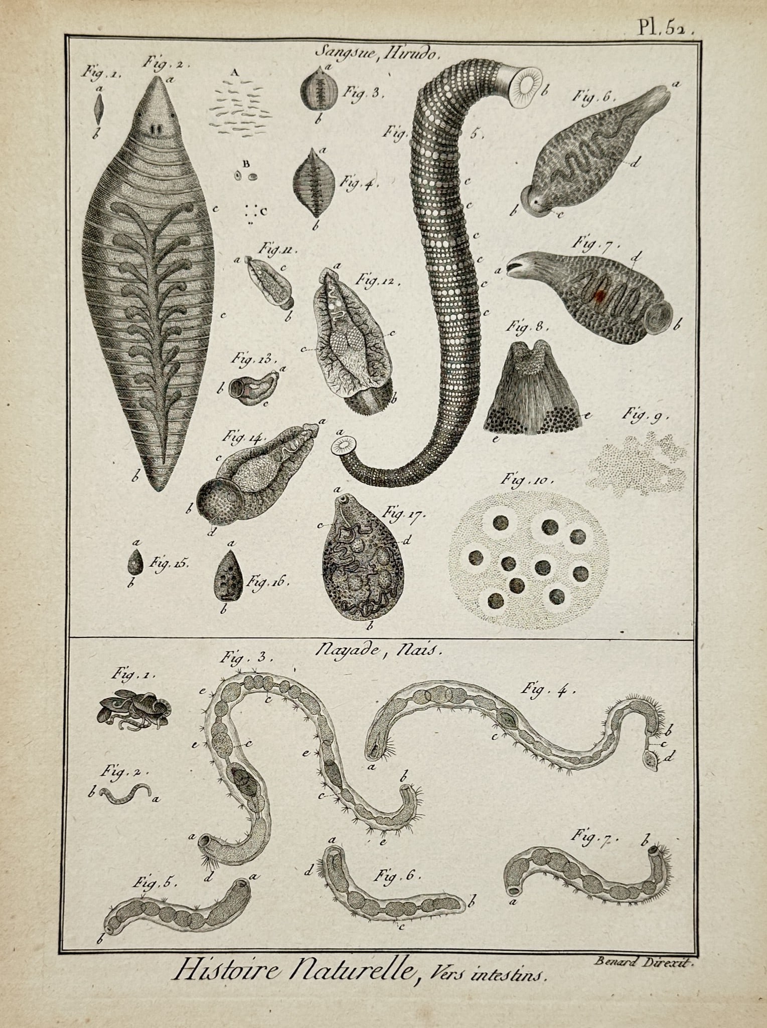 Robert Benard (1734-1794) – Zoological study of leeches and worms – Engraving (1771) (1 of 2)