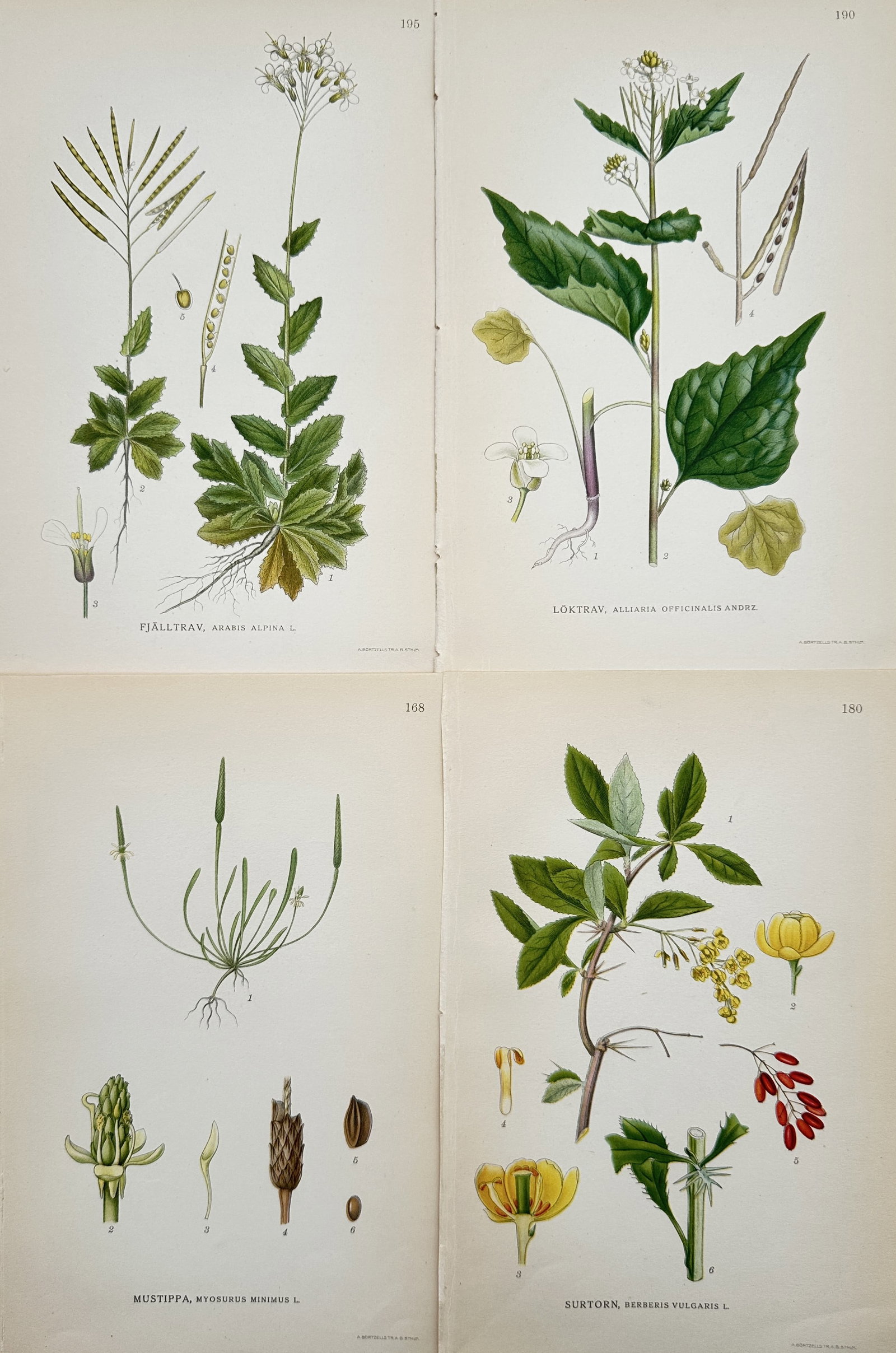 Carl Lindman (1856–1928) – Set of 4: Nordic Botanical Plates of Flowering Herbs and Shrubs: Nordic Botanical Plates of Flowering Herbs and Shrubs is a set of four antique plates capturing diverse northern European plant life, featuring species of cresses, a mousetail herb, and a barberry bra