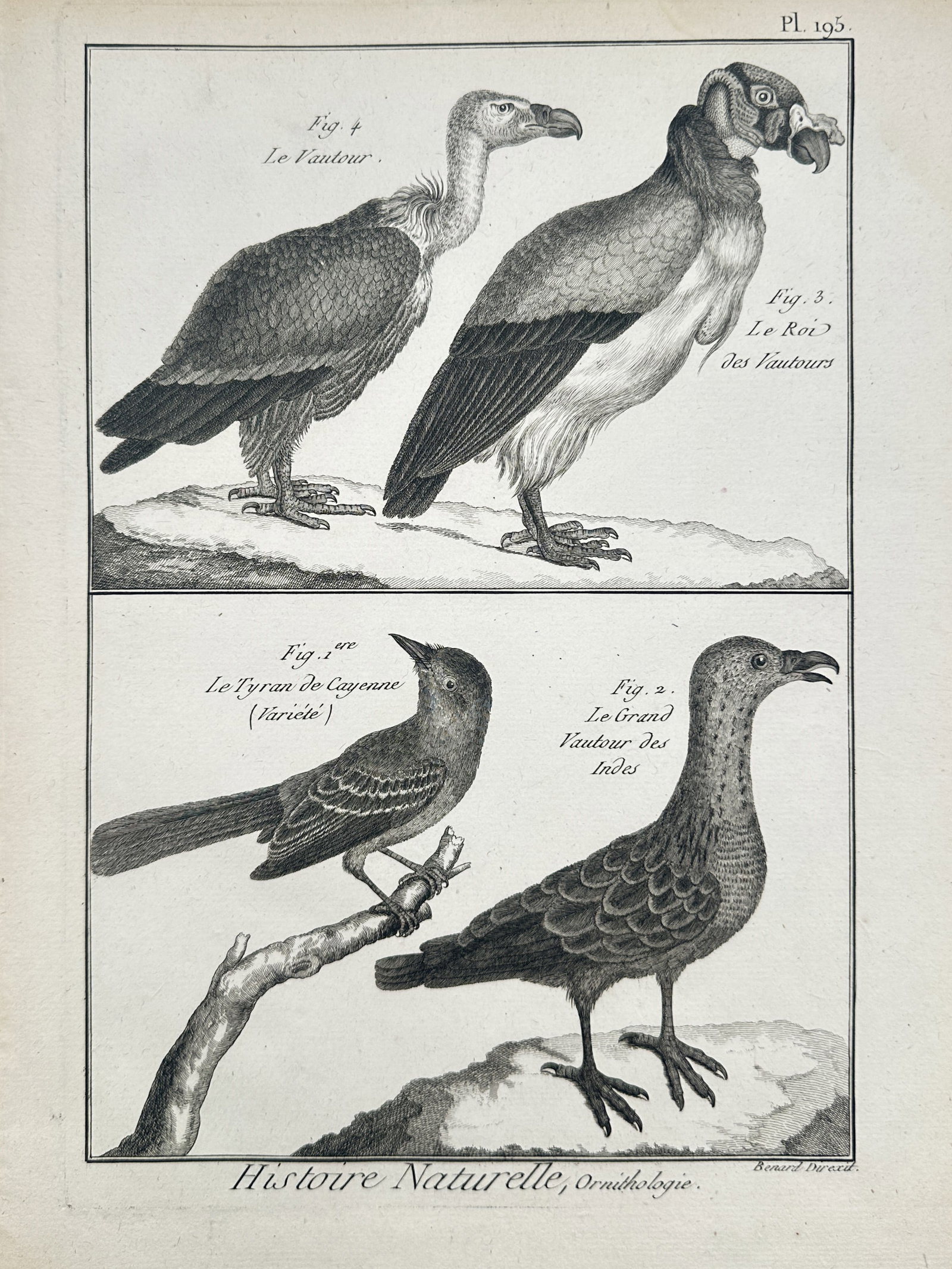 Robert Bénard – Vultures and Cayenne Flycatcher (Histoire Naturelle, Ornithologie): "Histoire Naturelle, Ornithologie" is an antique natural history print displaying a scientific survey of four distinct bird species arranged within a dual-compartment rectangular frame. The compositio