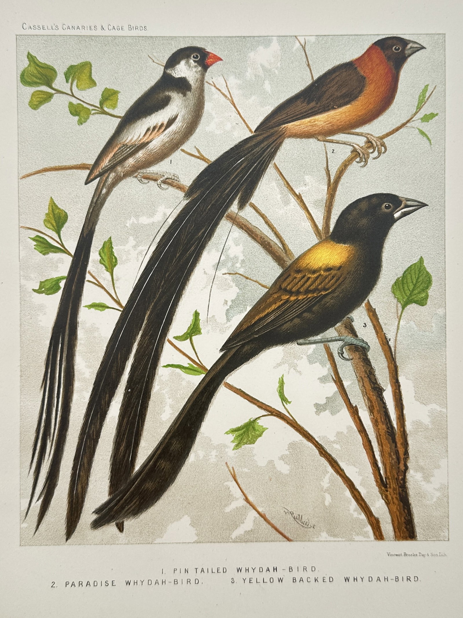 Joseph Williamson Ludlow – Pin Tailed Whydah Bird, Paradise Whydah Bird, and Yellow Backed Whydah (1 of 2)