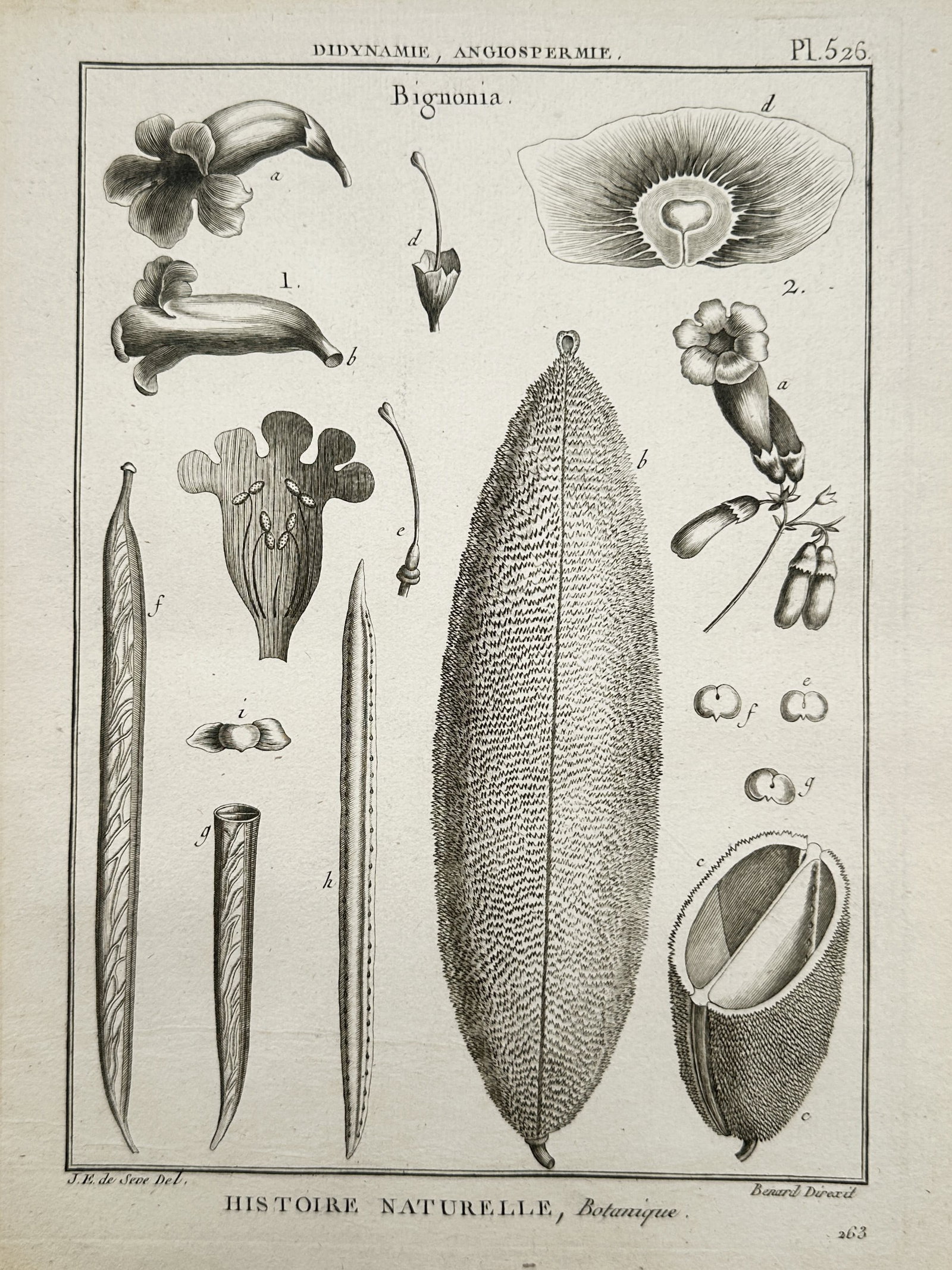 Robert Bénard – Trumpet Creeper (Histoire Naturelle, Botanique, Bignonia) – Copper engraving (1 of 2)