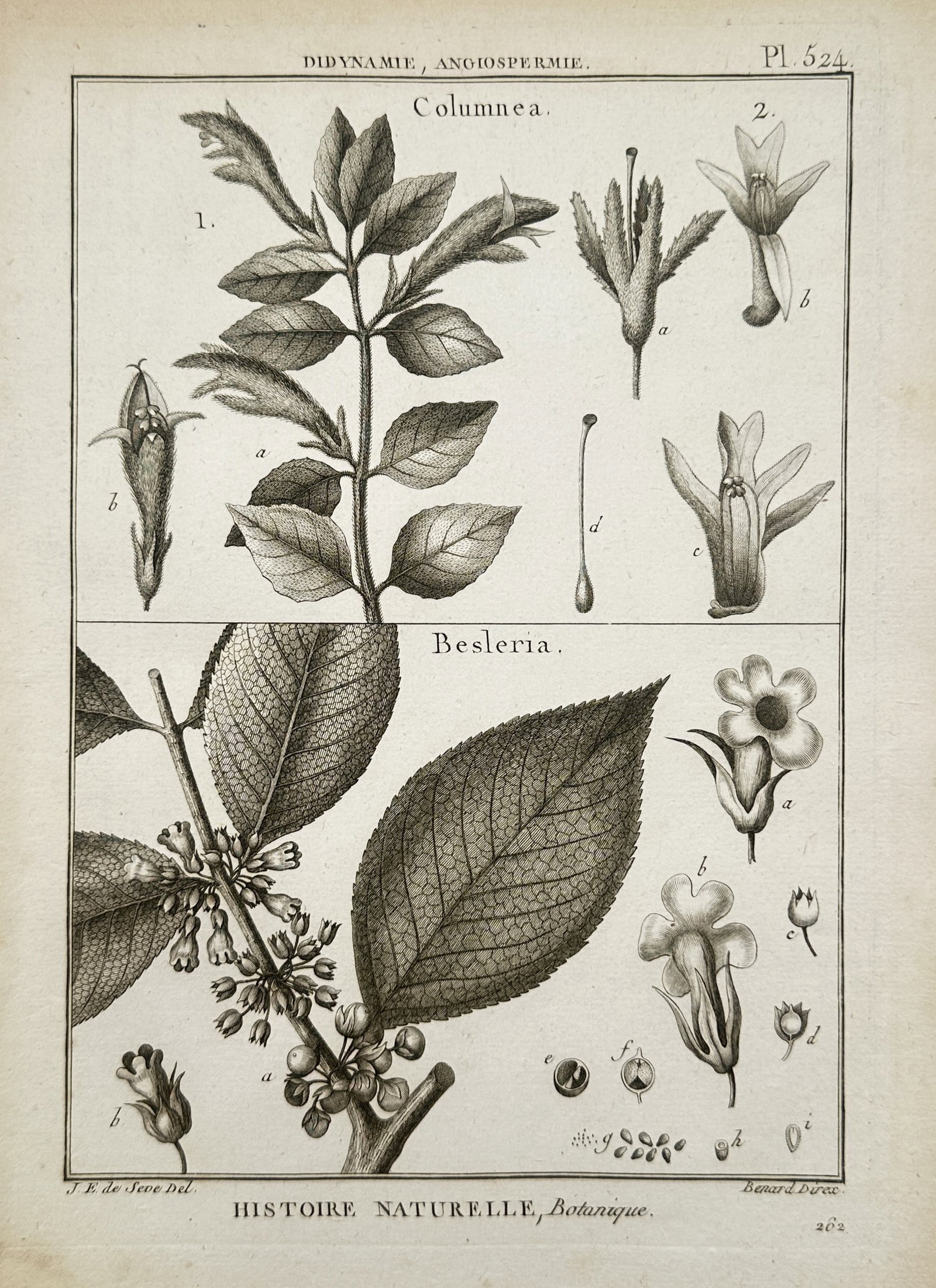 Robert Bénard – Columnea and Besleria – Copper engraving (1792): "Histoire Naturelle, Botanique" is an antique botanical print displaying a detailed scientific taxonomy survey of the Columnea and Besleria plant genera arranged within a dual-compartment rectangular 