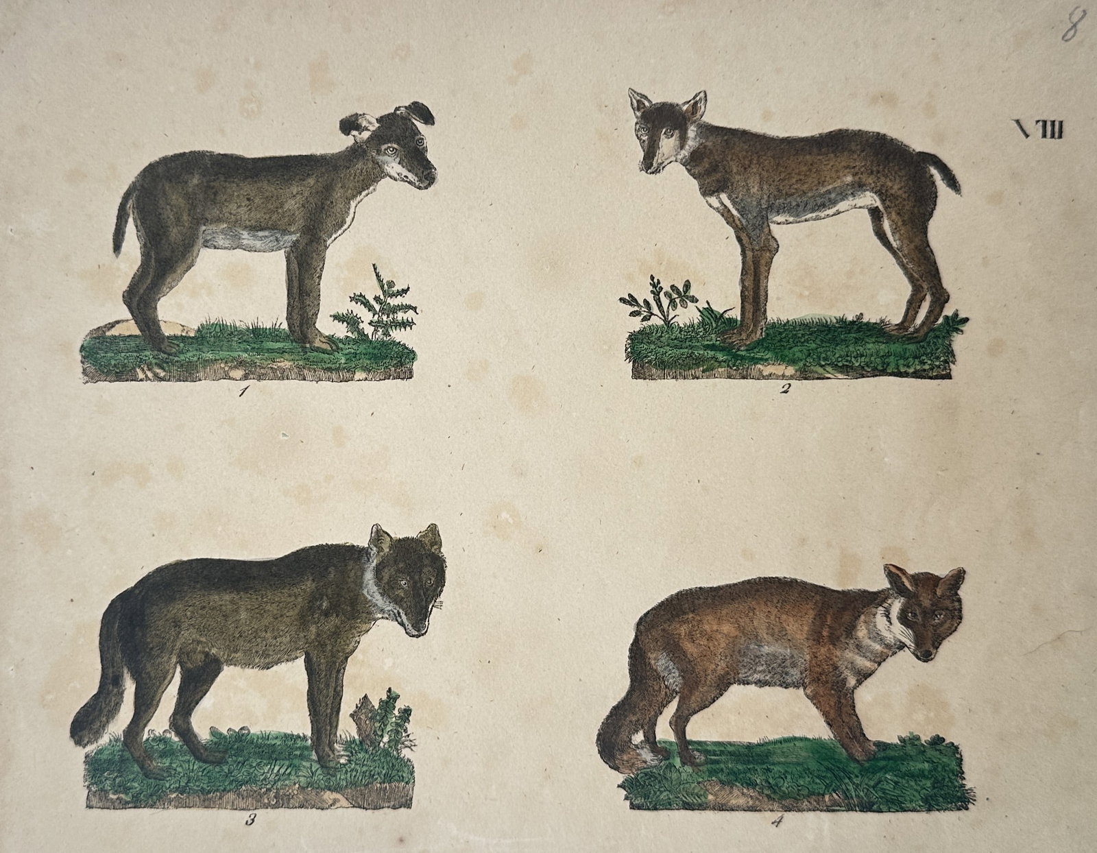 Friedrich Justin Bertuch – Wolves and Foxes – Hand-coloured copper engraving (c. 1795): "Bilderbuch fur Kinder" is an antique natural history print displaying a scientific zoological study of four distinct wild canid species, including varieties of wolves and foxes. The composition illus
