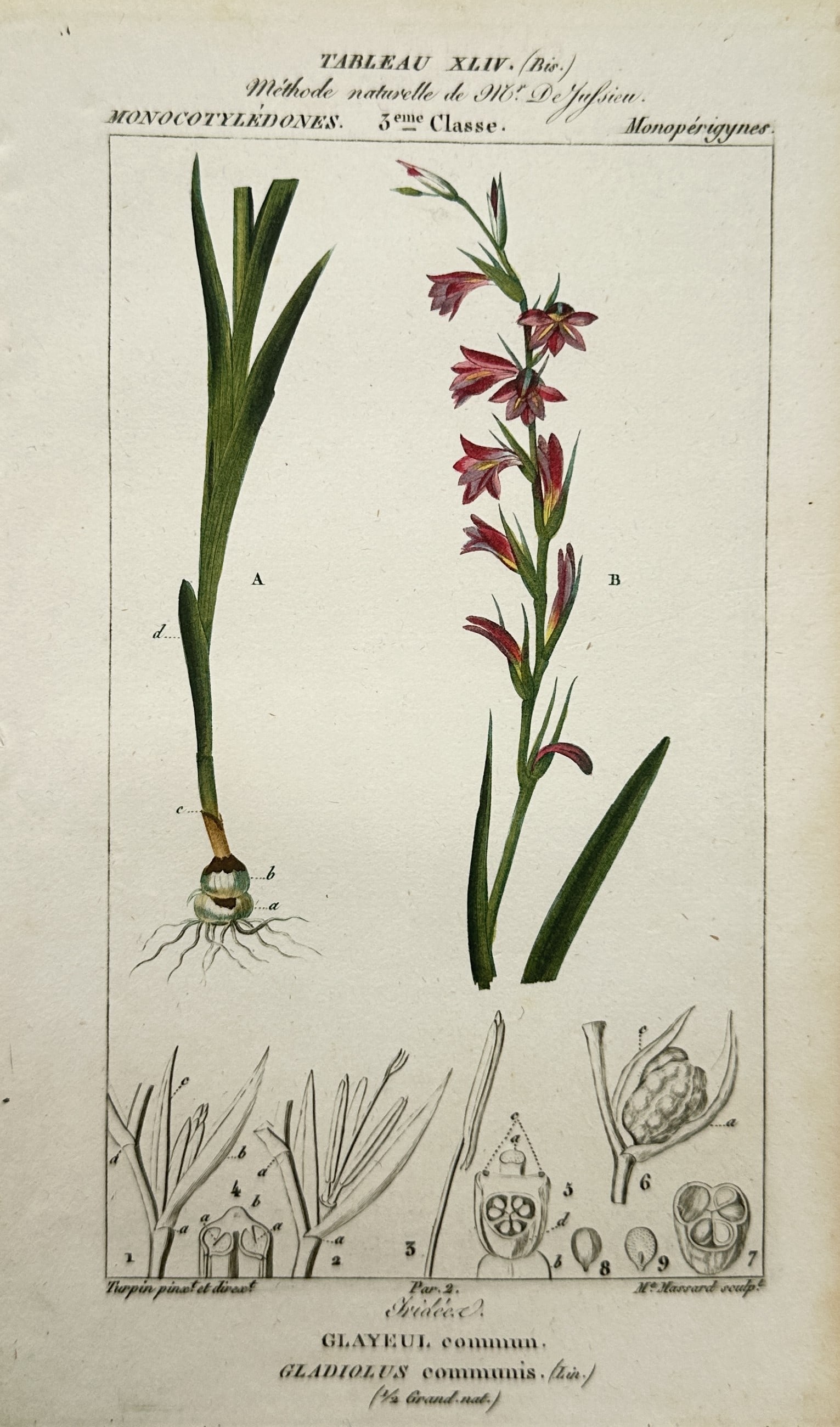 Pierre Jean François Turpin (1775–1840) – Sweet Pea – Hand-coloured stipple engraving (c. (1 of 2)