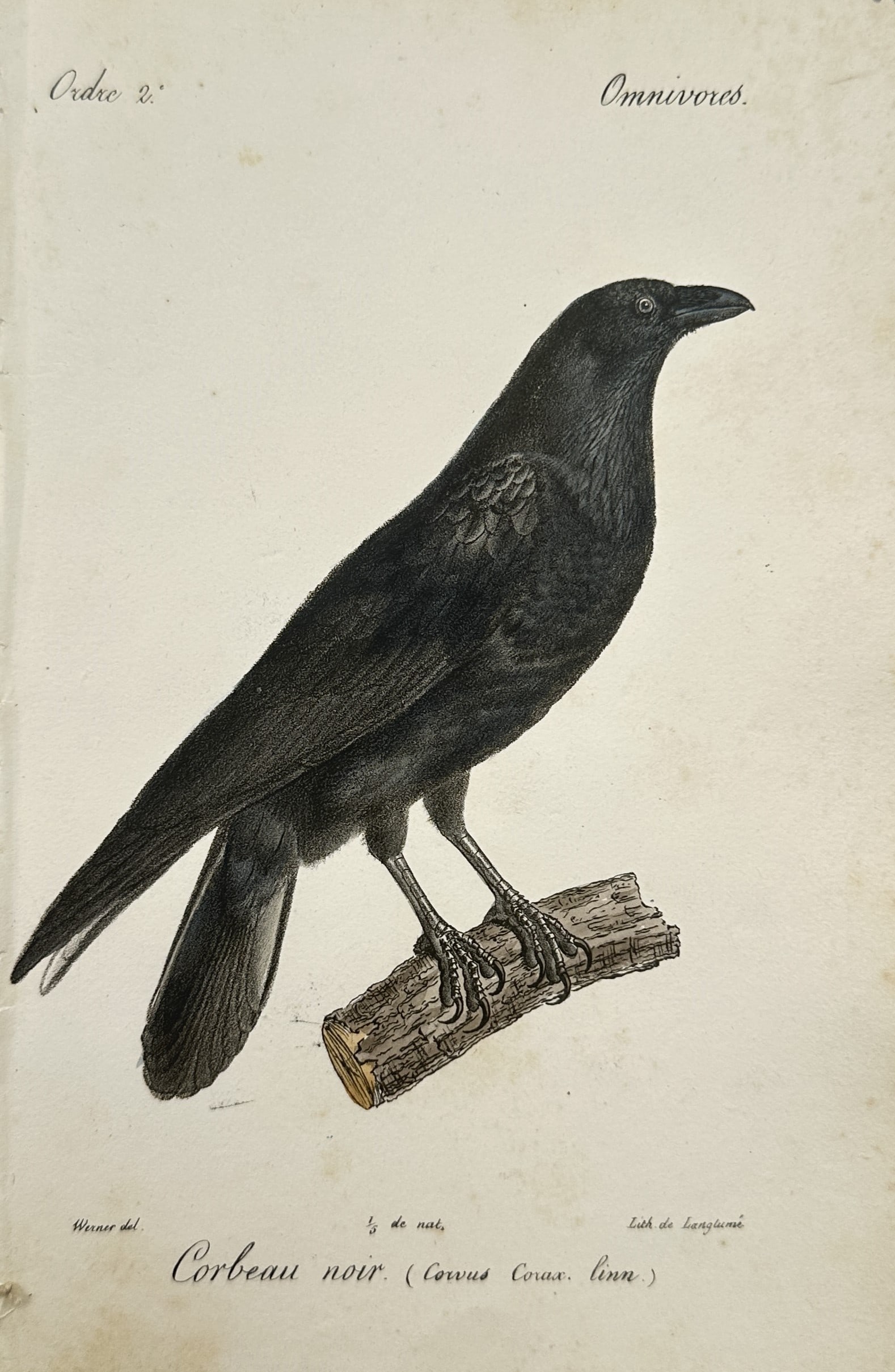 Jean-Charles Werner (1798–1856) – Common Raven – Hand-coloured lithograph (c. 1828) (1 of 2)