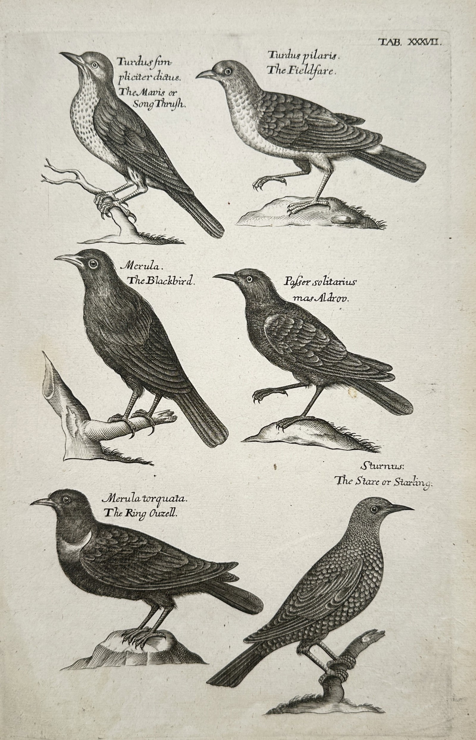 Francis Willughby – The Song Thrush, The Blackbird, and Other Thrushes – Copper engraving (1678) (1 of 2)