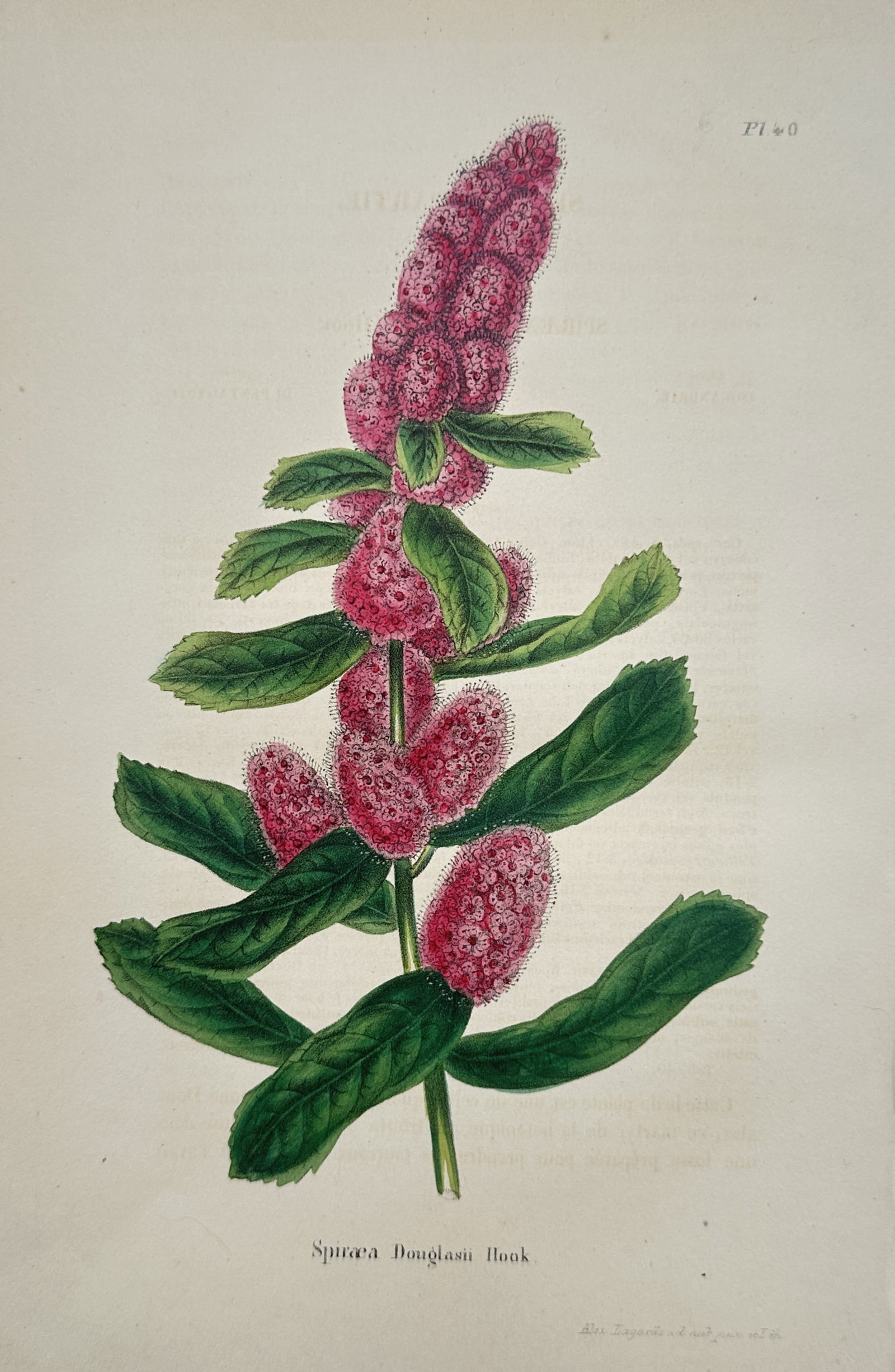 Charles Morren (1807–1858) – Douglas Spirea – Hand-coloured lithograph (c. 1850s) (1 of 2)