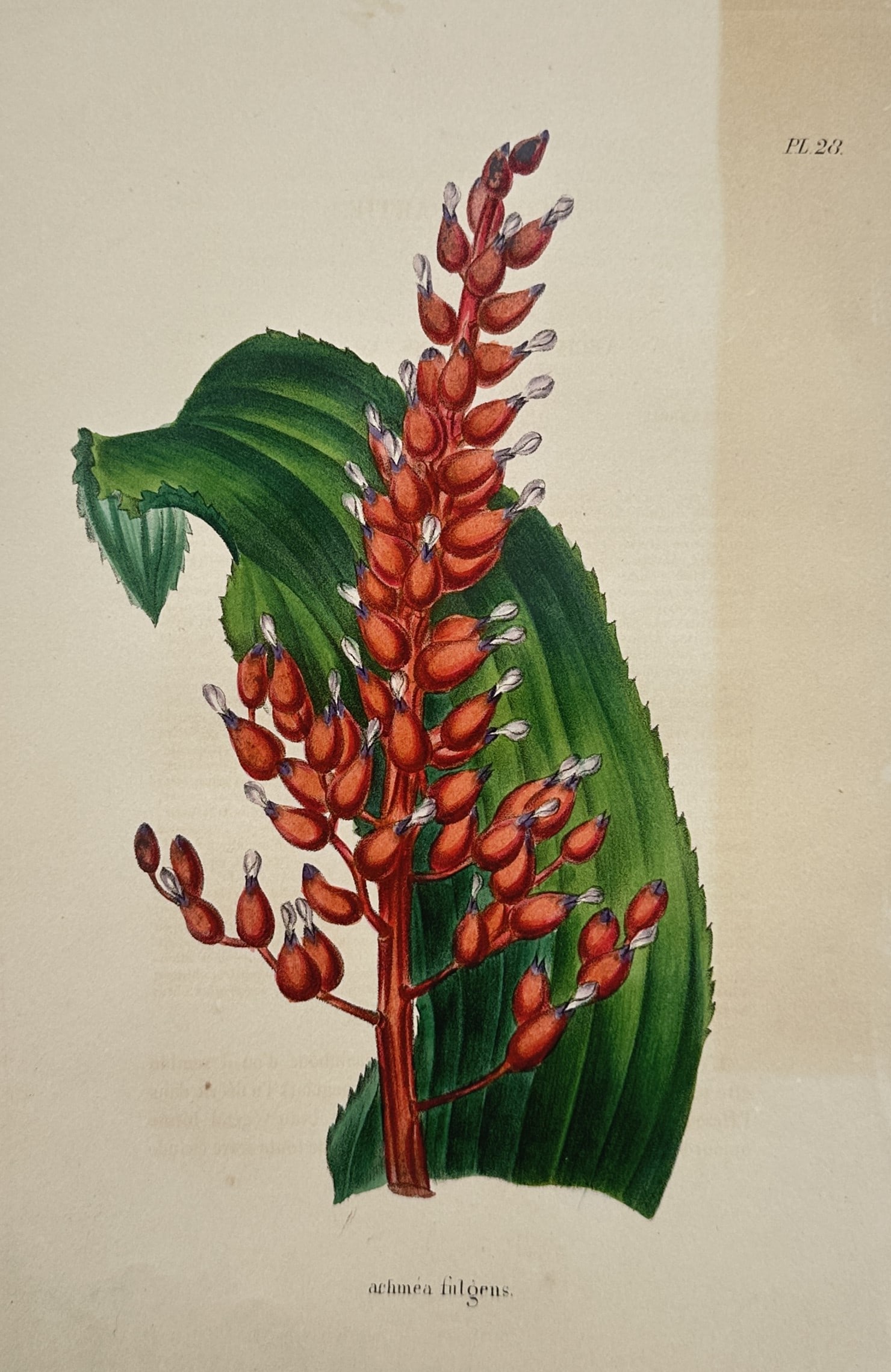 Charles Morren (1807–1858) – Coral Berry Bromeliad – Hand-coloured lithograph (c. 1850s) (1 of 2)