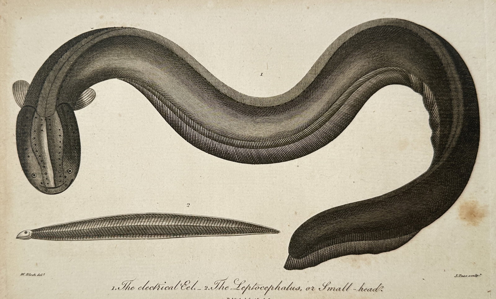 Marcus Elieser Bloch – Studies of the Electrical Eel and Leptocephalus – Engraving (1805) (1 of 2)