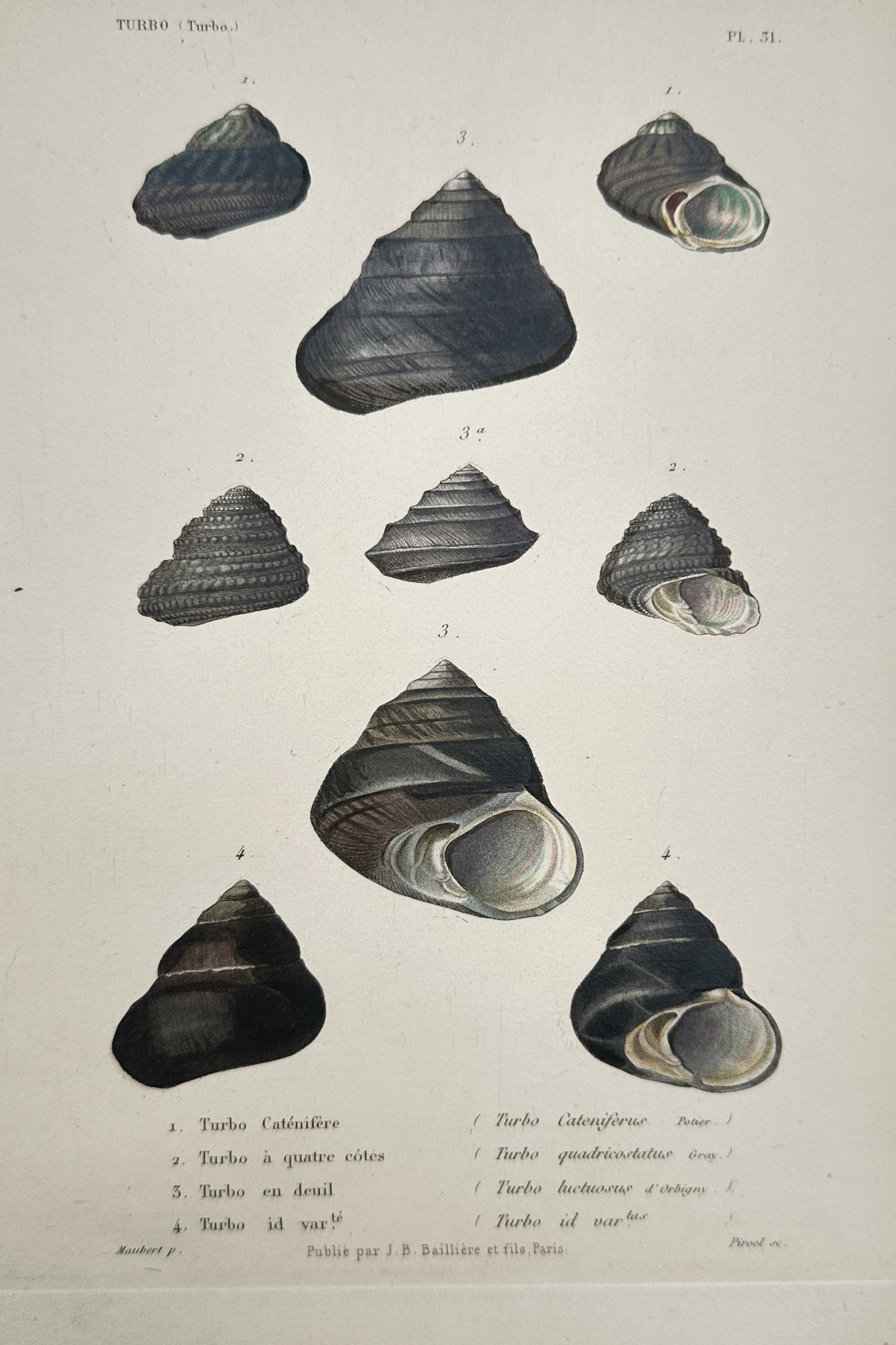 Jean-Baptiste Marie Baillière – Studies of Turbo Sea Shells – Hand-coloured engraving (c. (1 of 2)