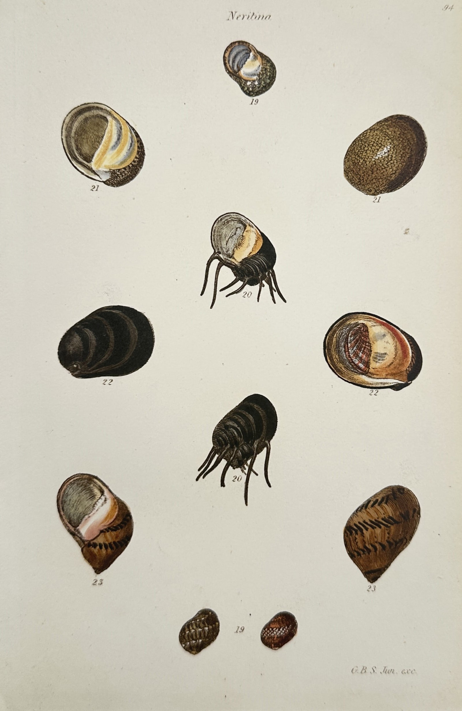 George Brettingham Sowerby I – Studies of Neritina Sea Shells – Hand-coloured engraving (1 of 2)