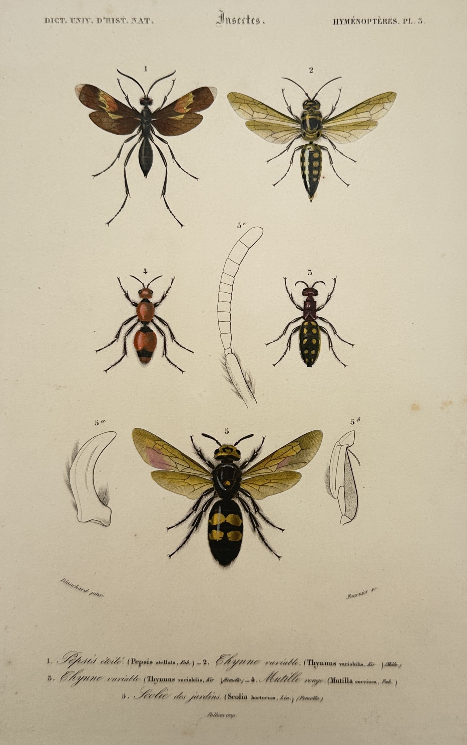 Charles d'Orbigny – Studies of Hymenopterous Insects – Hand-coloured engraving (c. 1849): "Insectes. Hyménoptères." is an antique French entomological print displaying a detailed scientific study of various wasp and bee species belonging to the hymenoptera order. The composition illustra