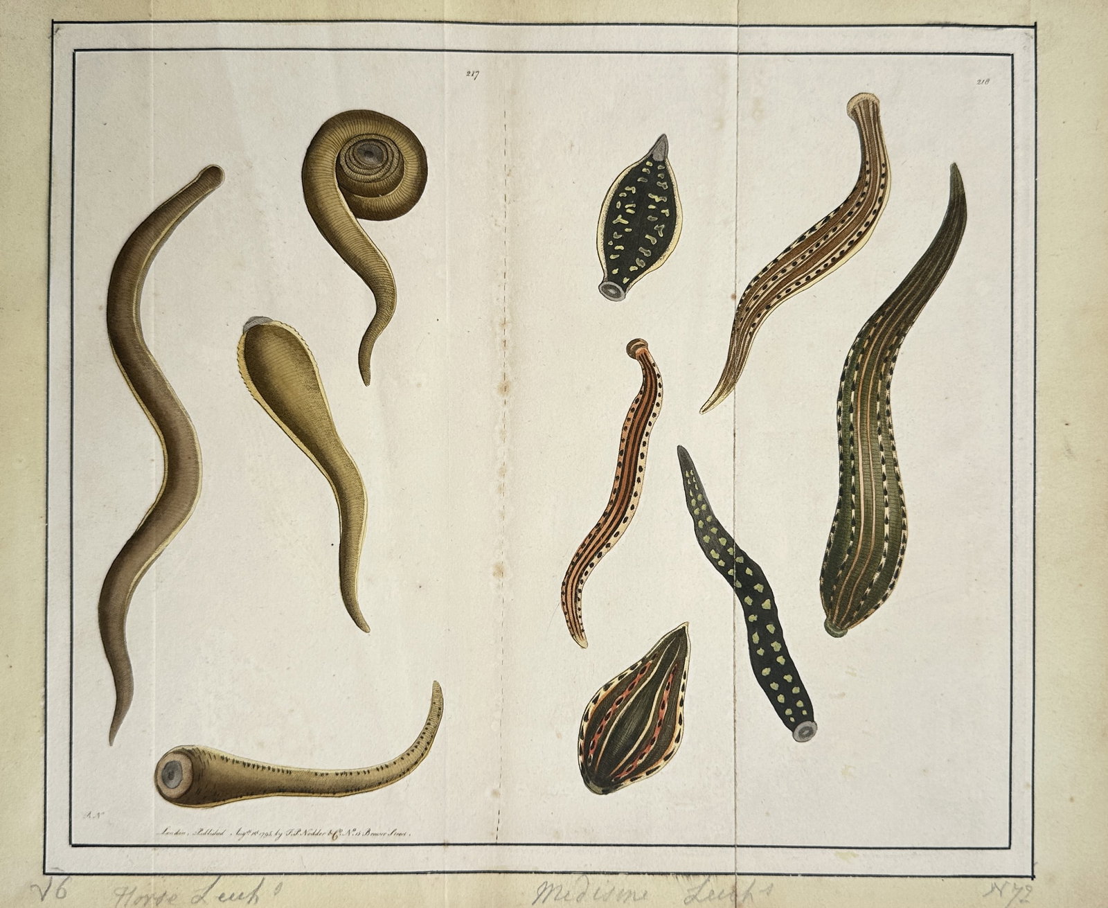 Frederick Polydore Nodder – Studies of the Horse Leech and Medicinal Leech (1 of 2)