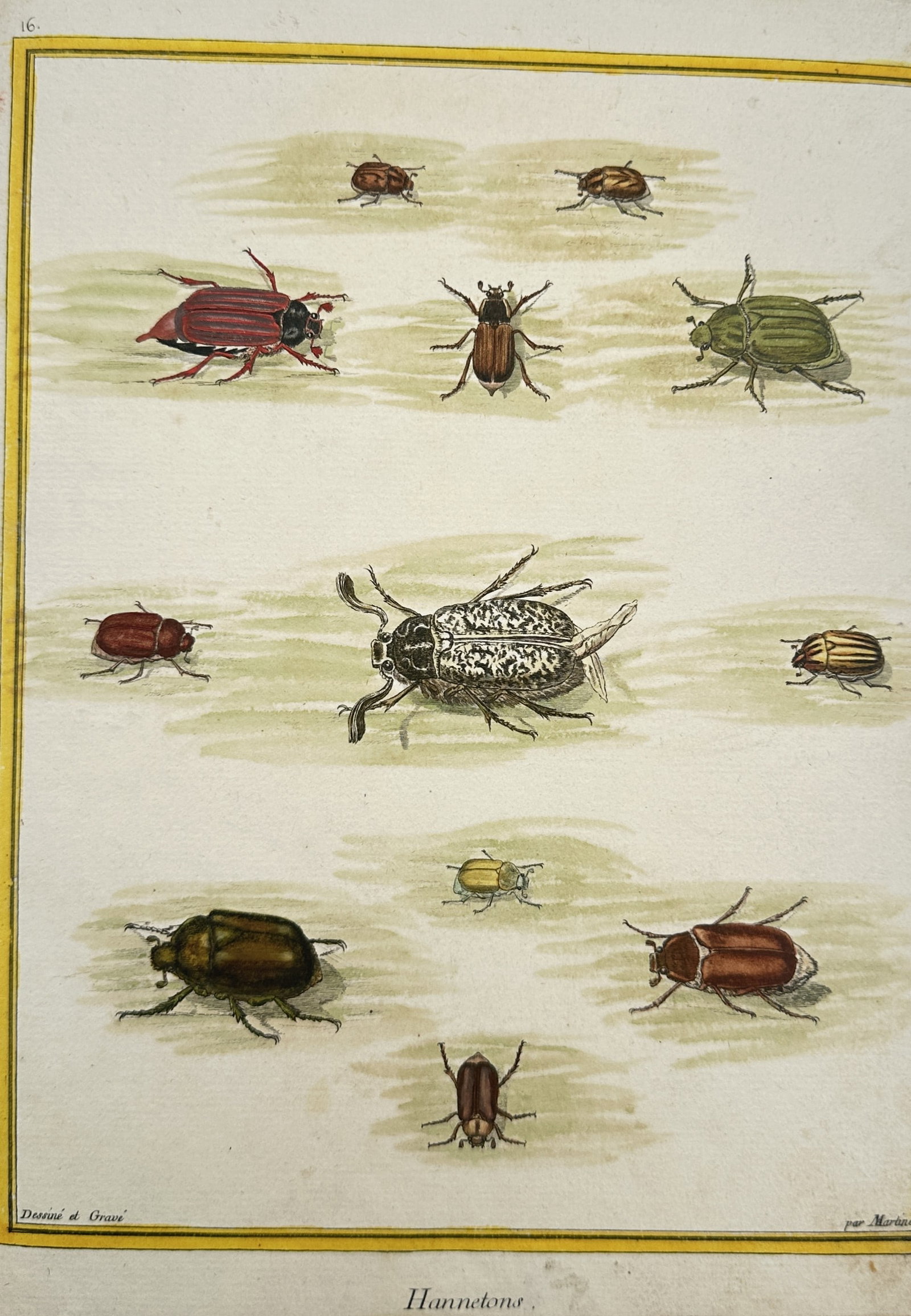 Francois Nicolas Martinet – Studies of Cockchafers and Scarab Beetles – Hand-coloured engraving: "Hannetons" is an antique French entomological print displaying a detailed scientific study of various cockchafers and related scarabaeidae beetle species. The composition illustrates eleven finely de