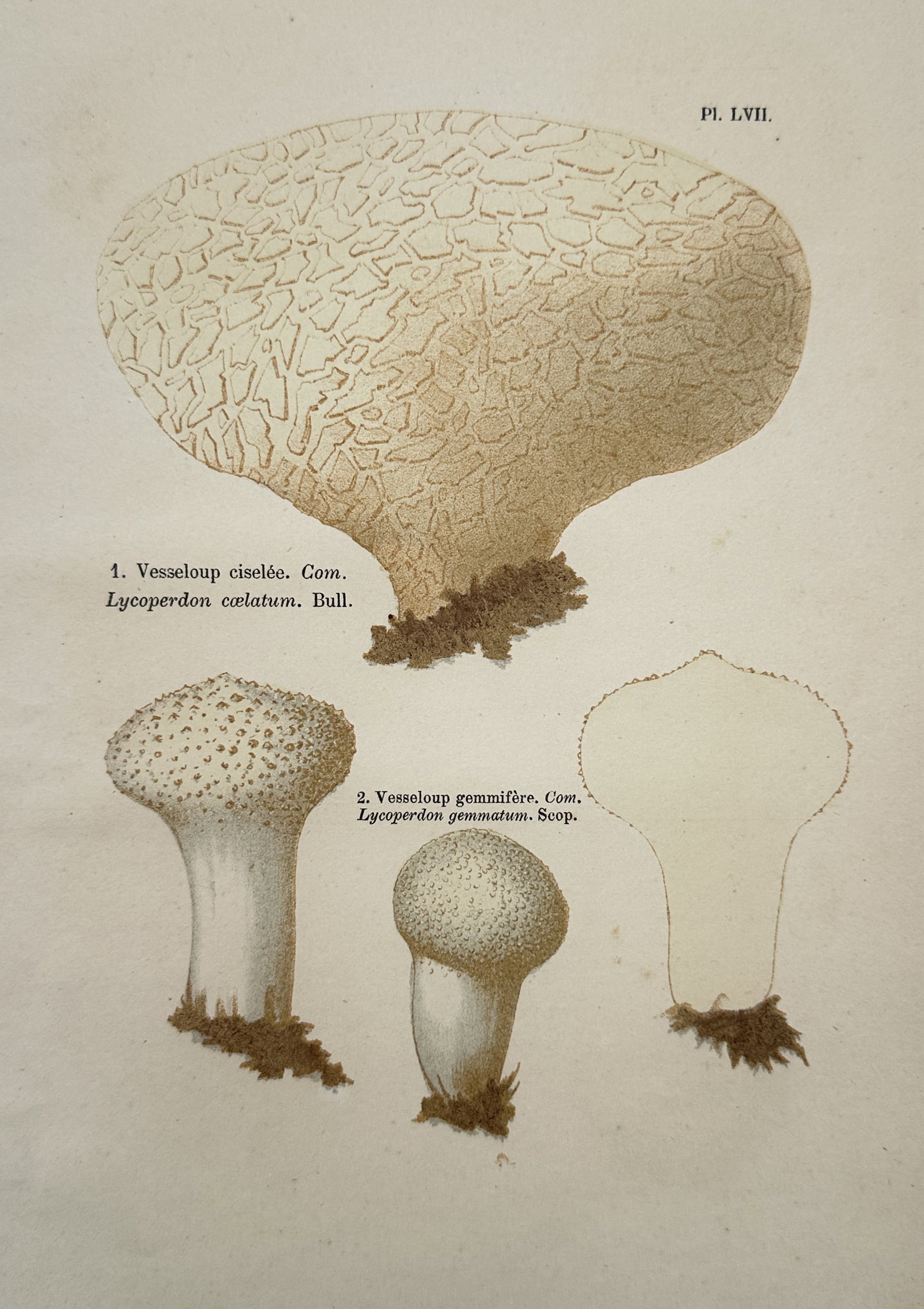 Jules Rothschild (1838–1900) – Studies of Puffball Mushrooms – Hand-coloured engraving (1876) (1 of 2)