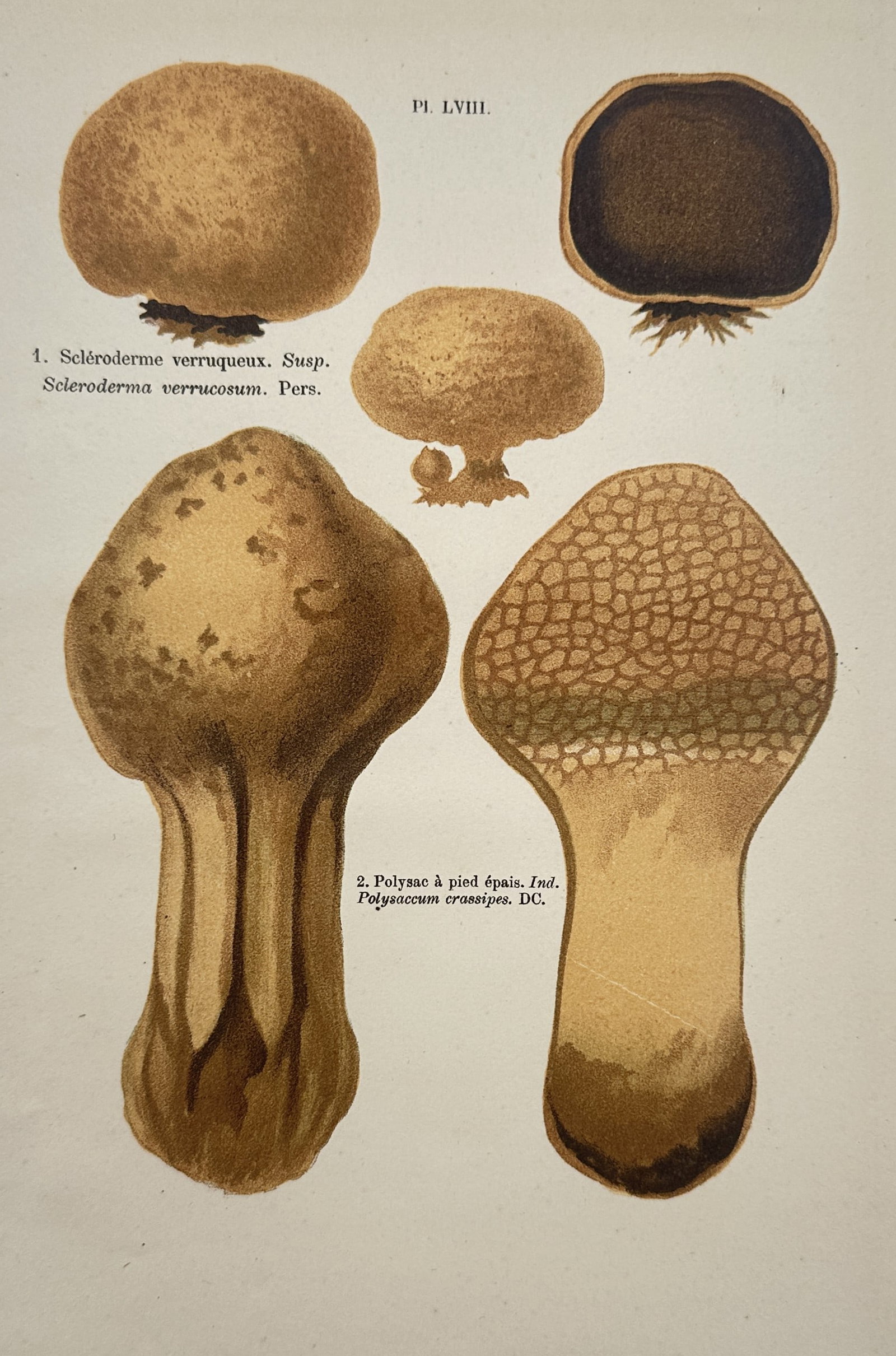 Jules Rothschild (1838–1900) – Studies of Earthball and Pisolithus Mushrooms (1 of 2)