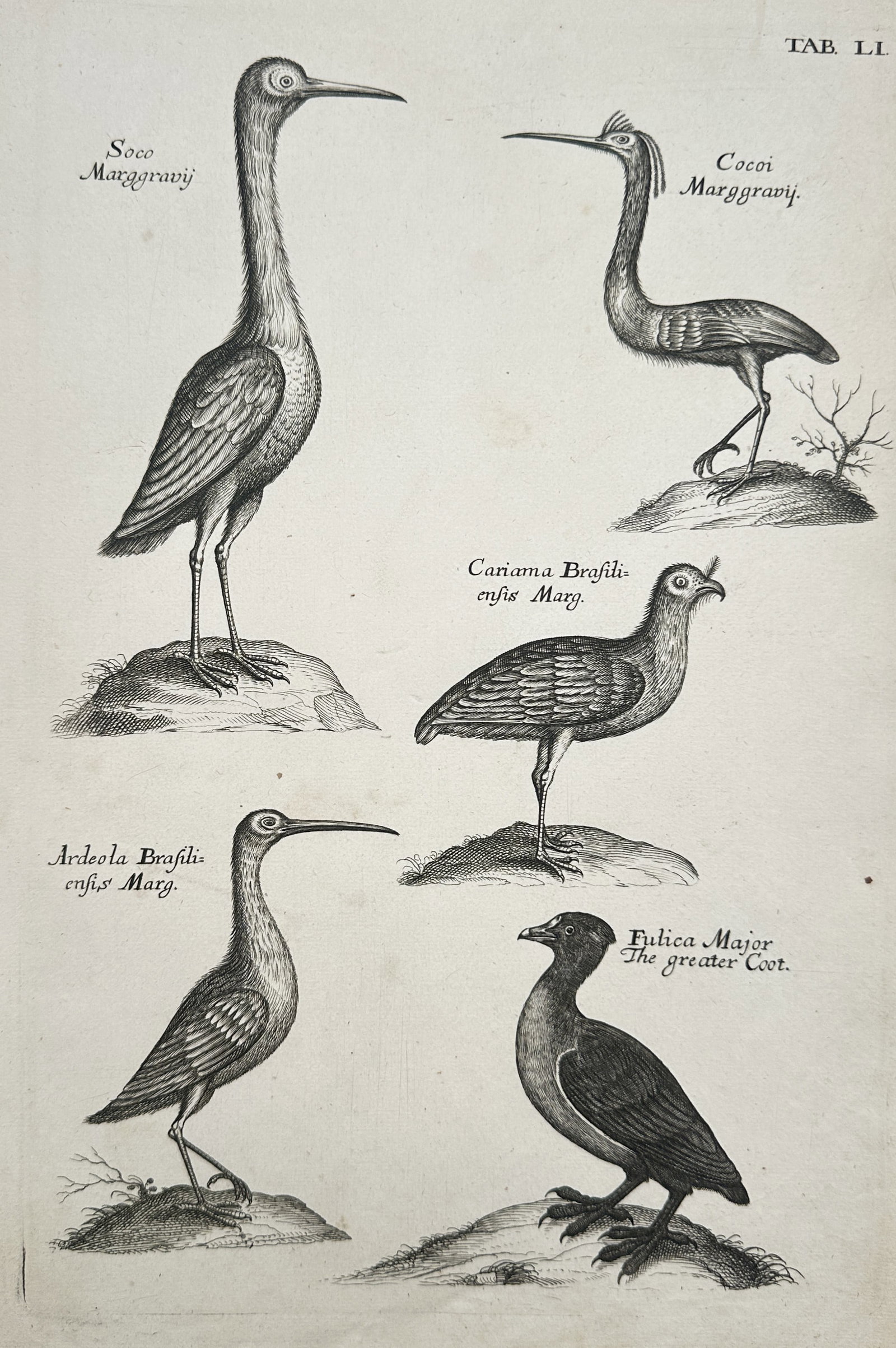 Francis Willughby (1635–1672) – Studies of Brazilian Herons, Seriema, and Coot (1 of 2)