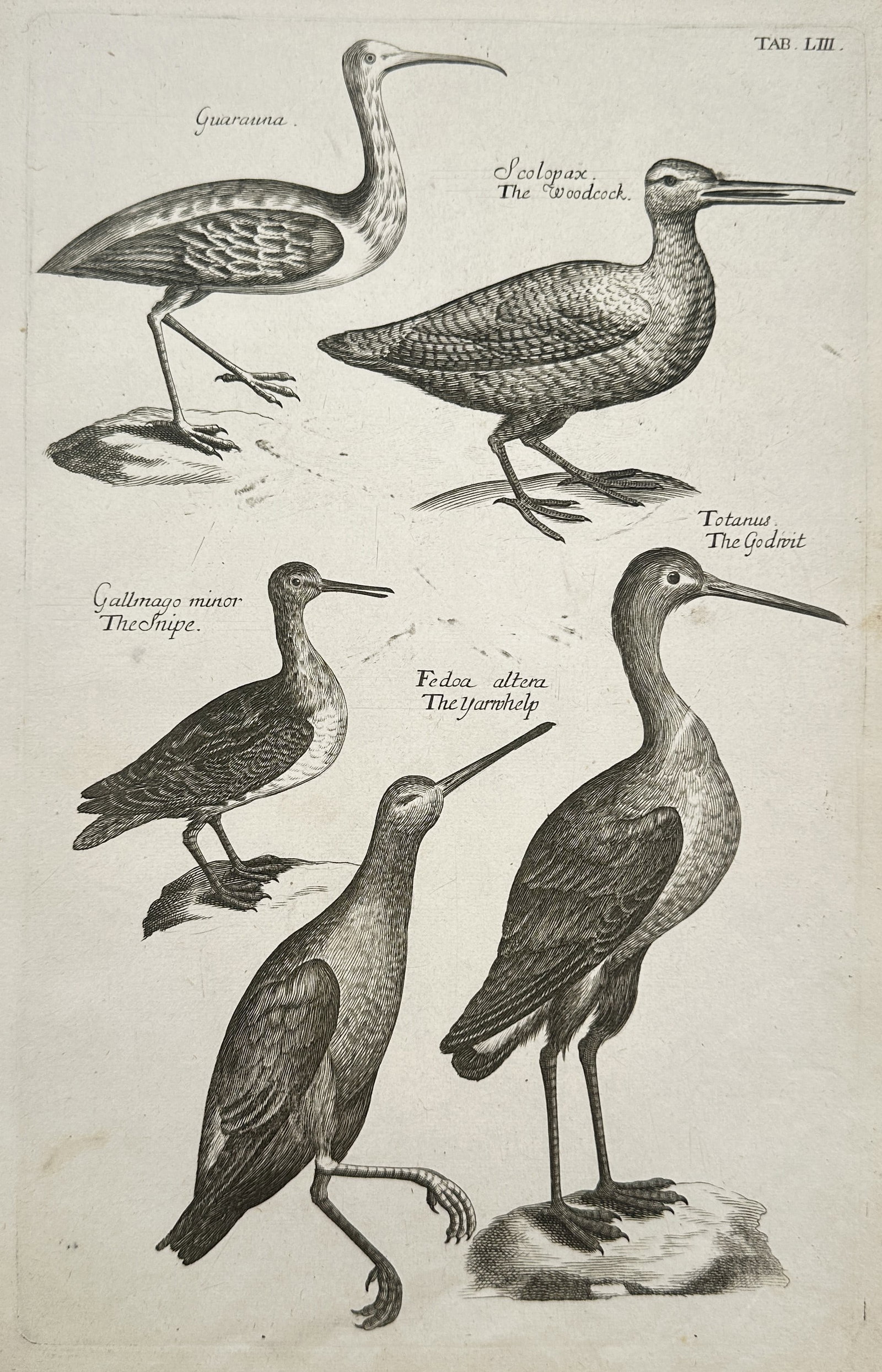 Francis Willughby (1635–1672) – Studies of the Woodcock, Snipe, and Wading Birds (1 of 2)