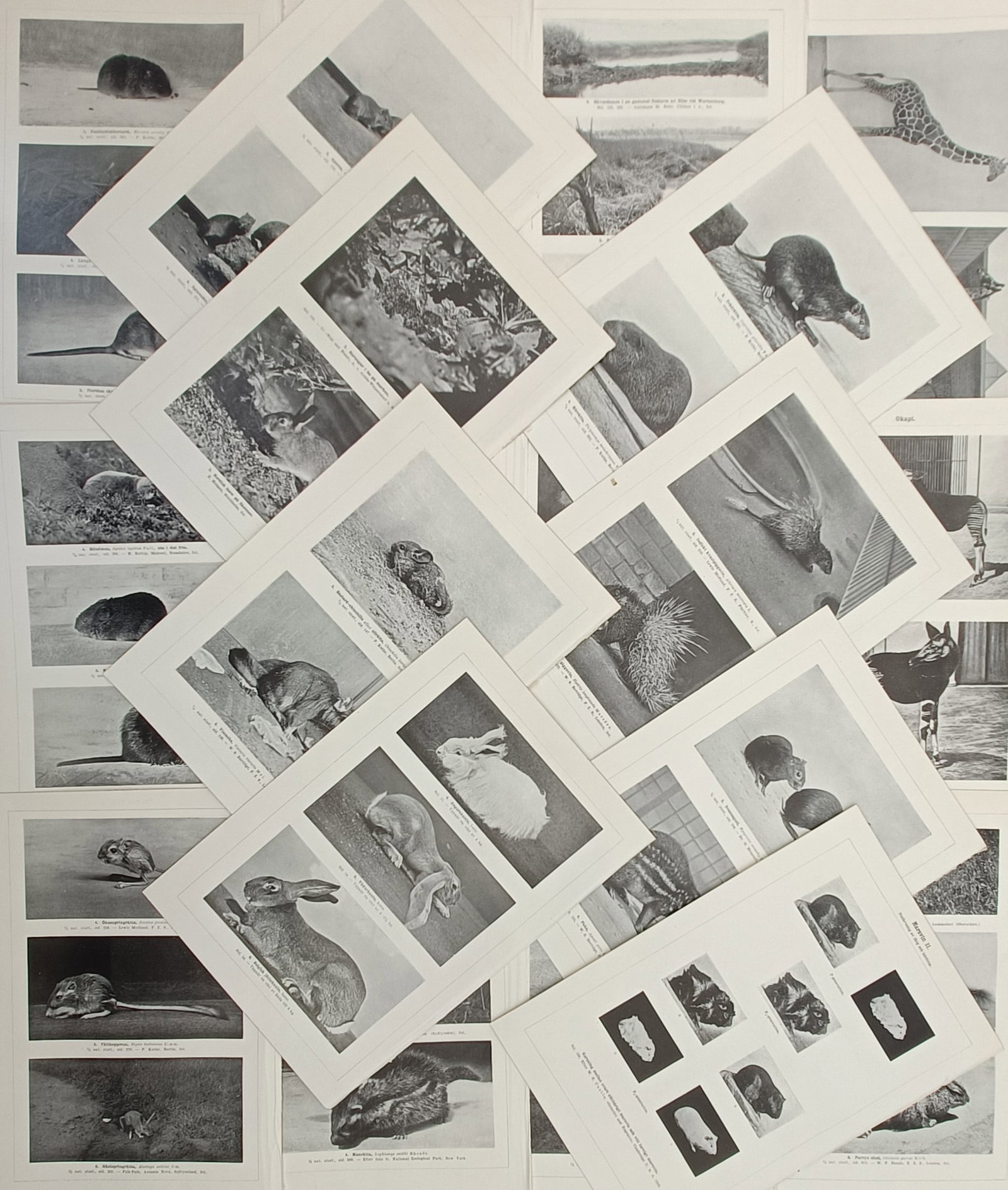 Unknown Artist – Set of 20: Studies of Global Mammals and Rodents – Halftone print (c. 1910s): "Kapitel III" is a set of twenty antique German zoological plates displaying a detailed photographic and scientific study of diverse mammal species, with a particular focus on rodents, lagomorphs, and