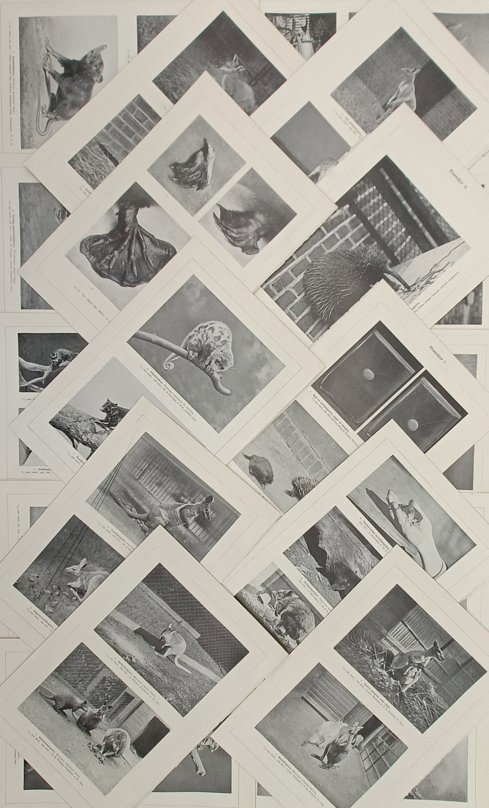 Unknown Artist – Set of 20: Studies of Marsupials and Monotremes – Halftone print (c. 1910s): "Kloakdyr. Pungdyr" is a set of twenty antique Scandinavian zoological plates displaying a detailed photographic and scientific study of global marsupials and monotremes, with a particular focus on th