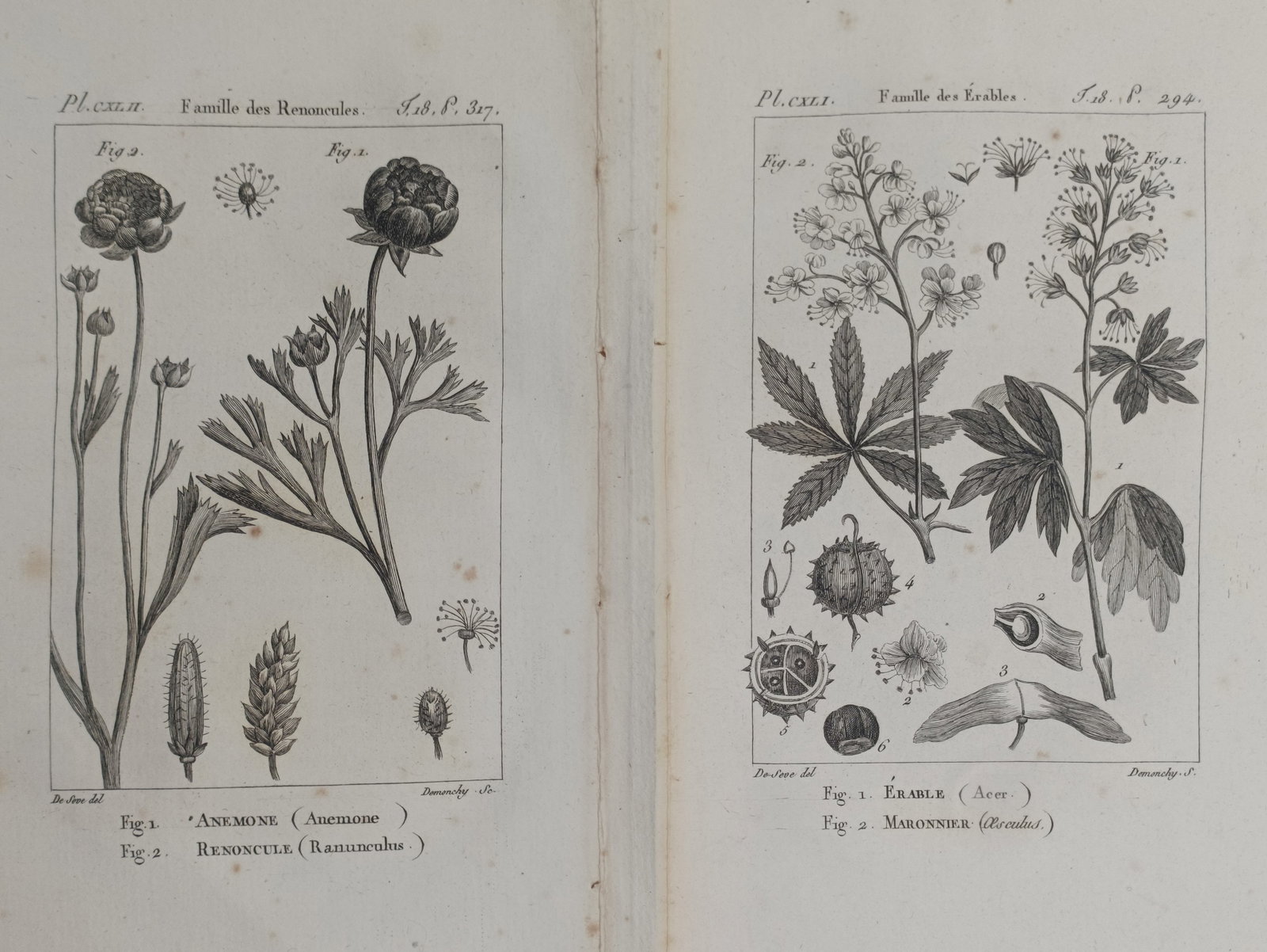 Georges-Louis Leclerc, Comte de Buffon – Set of 2: Studies of Ranunculaceae and Sapindaceae (1 of 2)